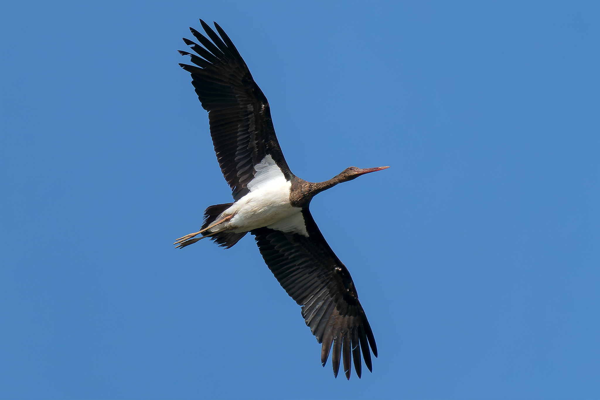 Black stork...