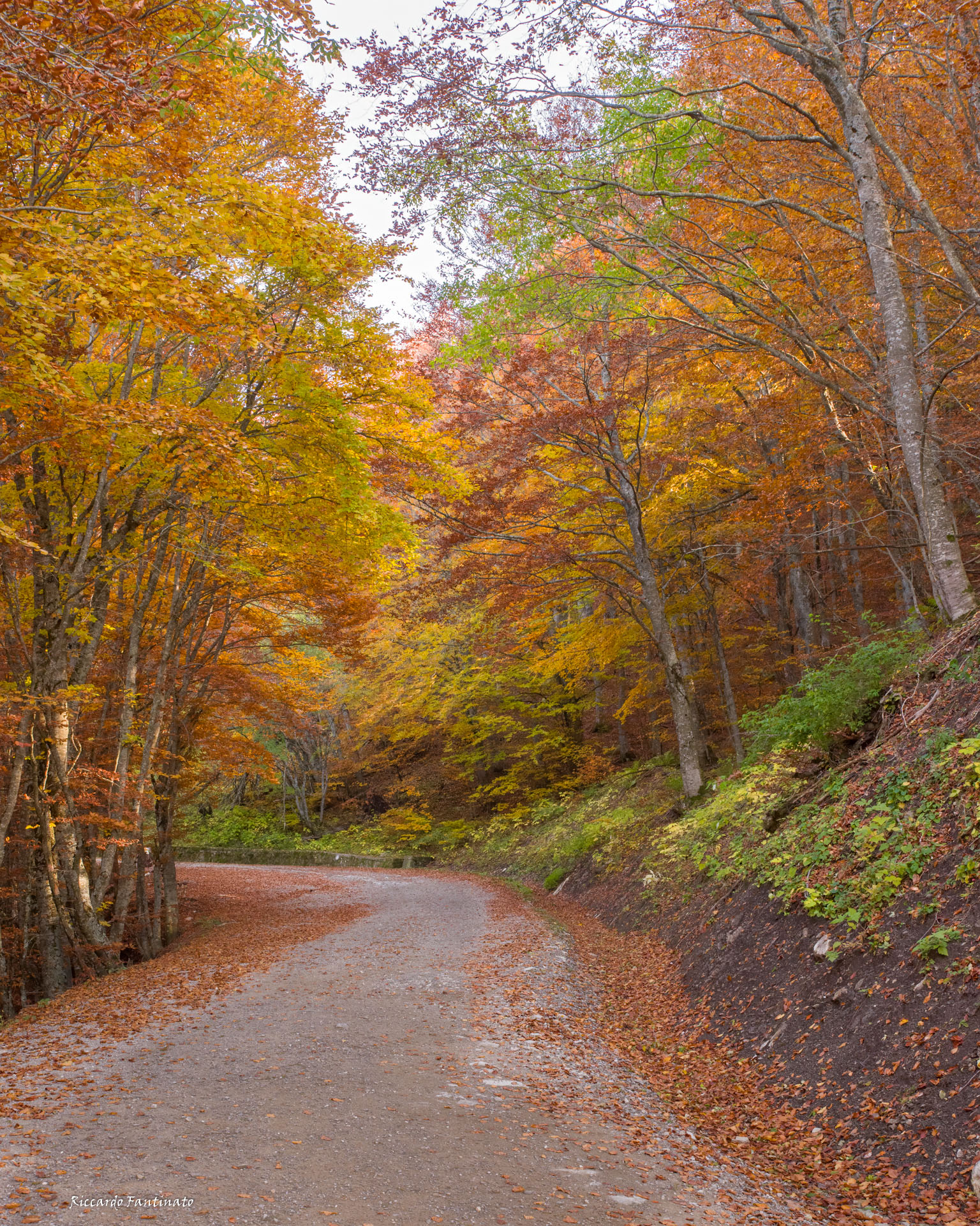 il bosco si veste di autunno #foliage2021...