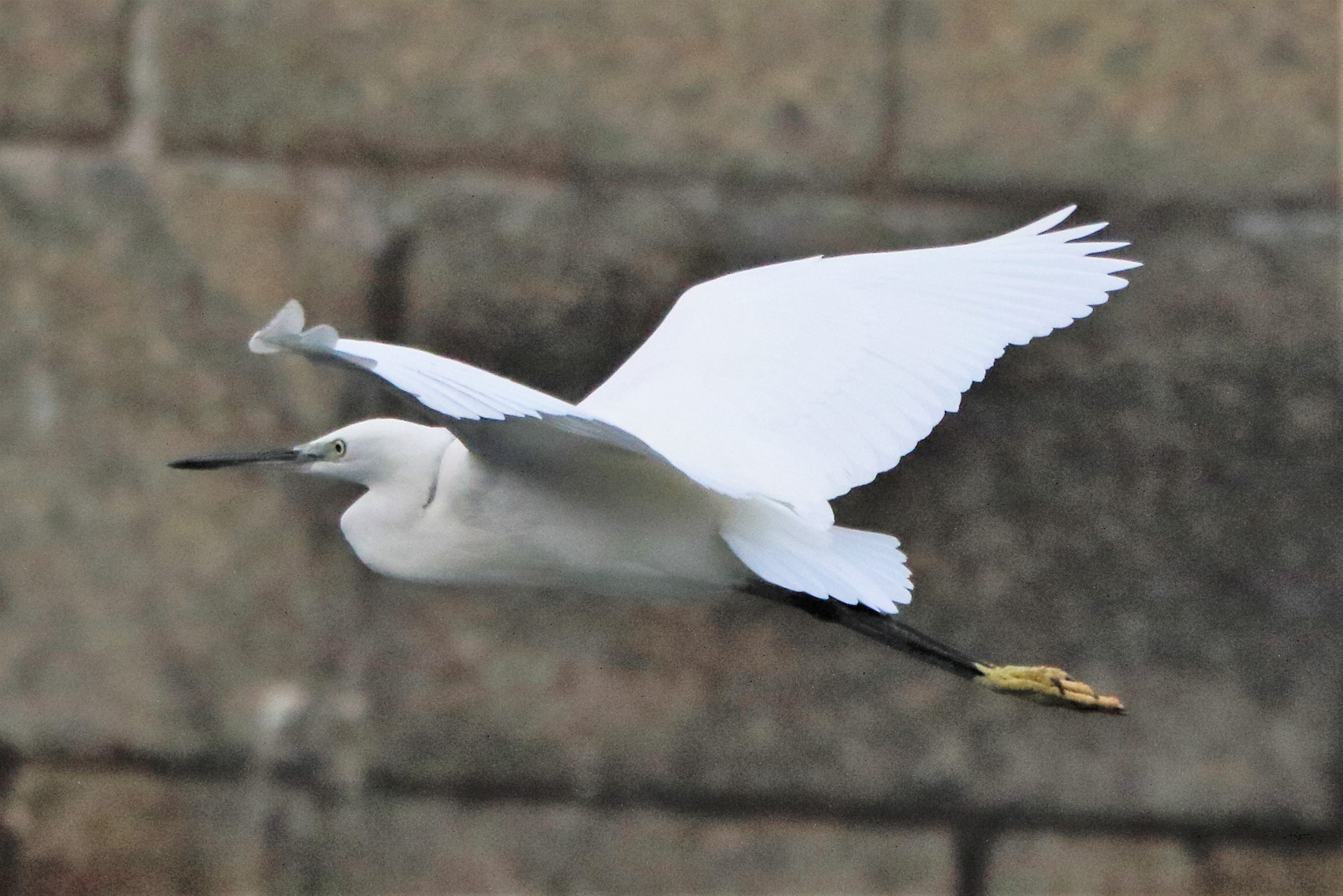 egret...