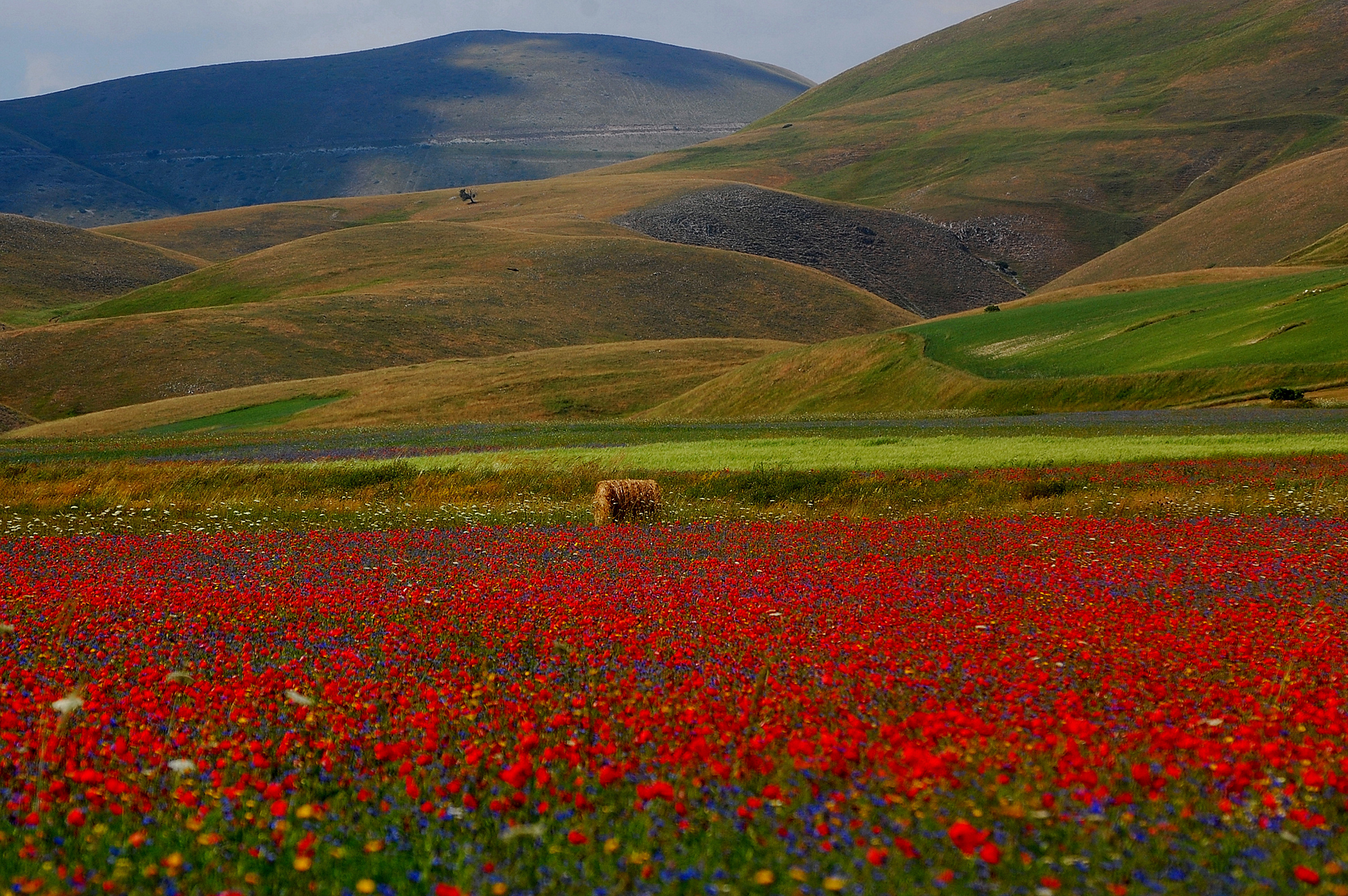 A thousand red poppies...