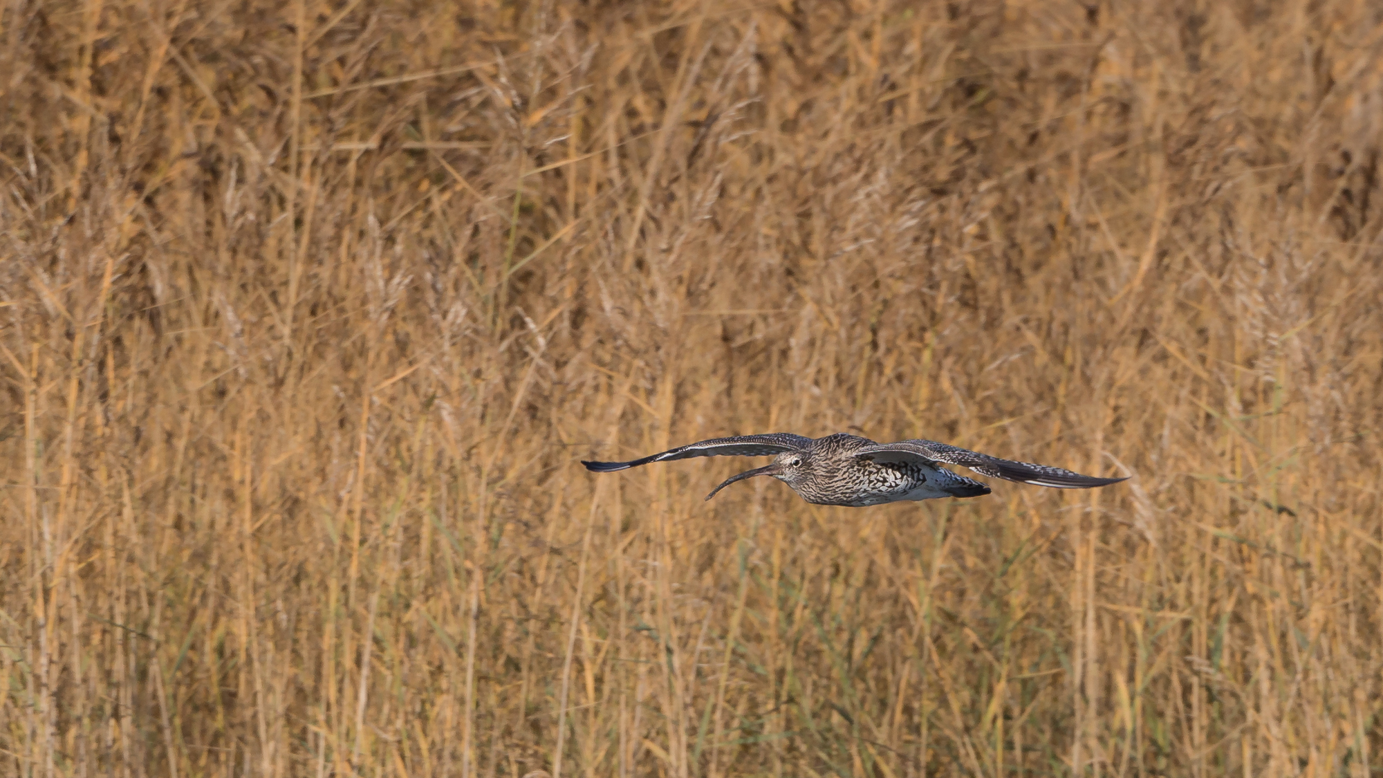 curlew....