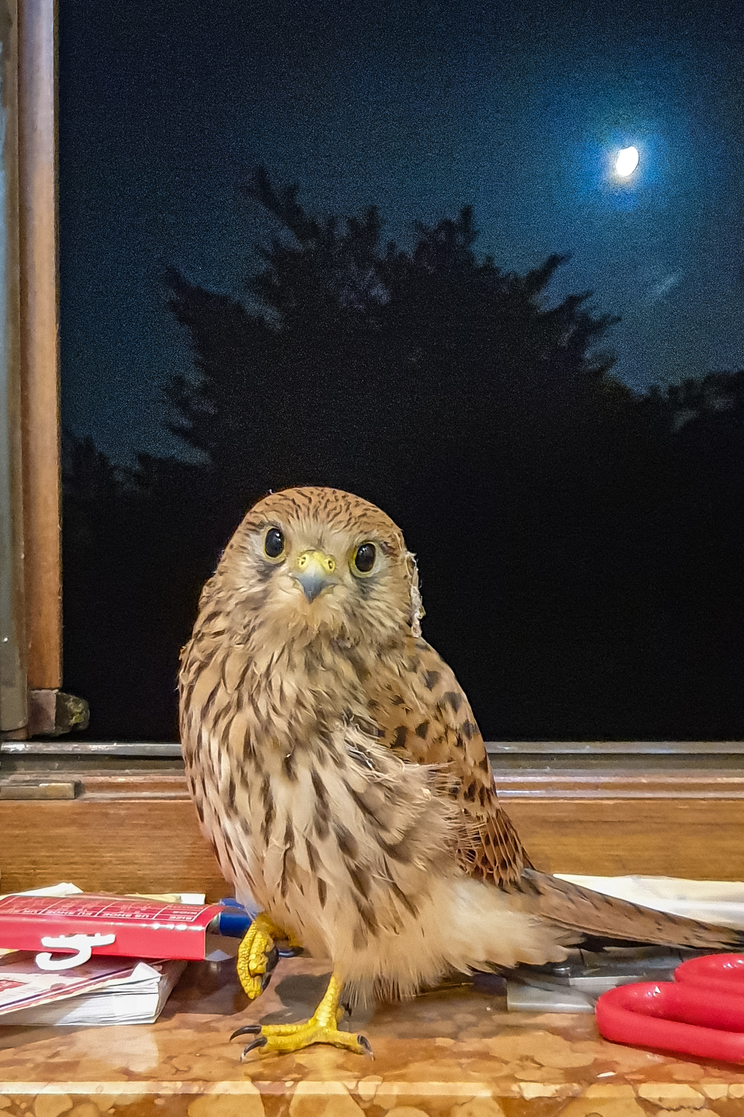 Female chegle on window lived in the moonlight...