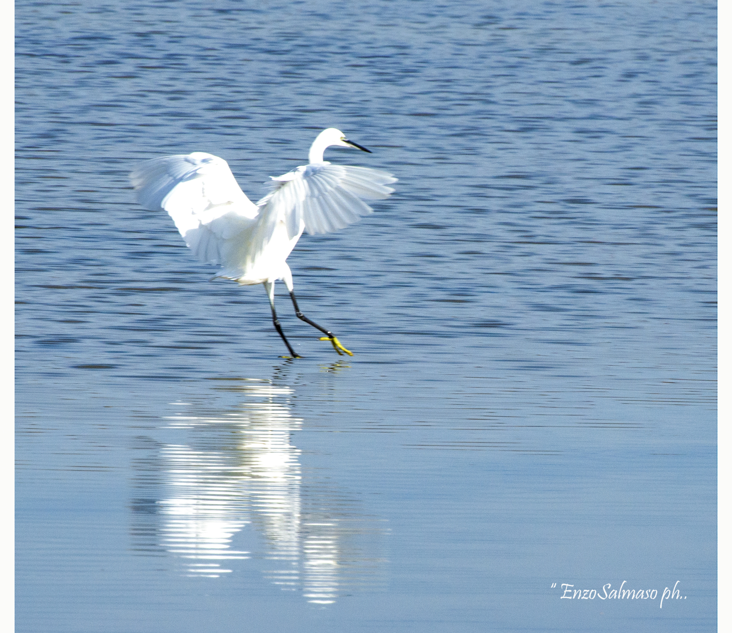 Landing Egret...