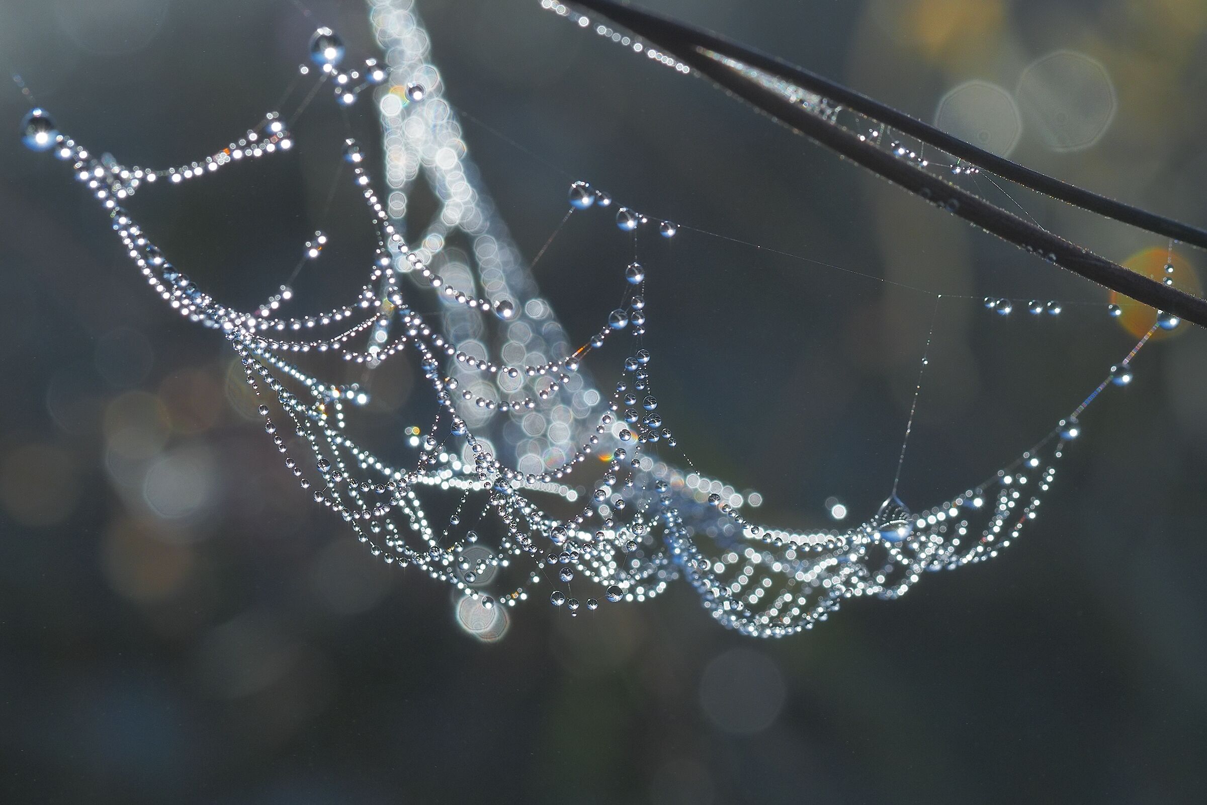 Dewdrops in a spiders web...