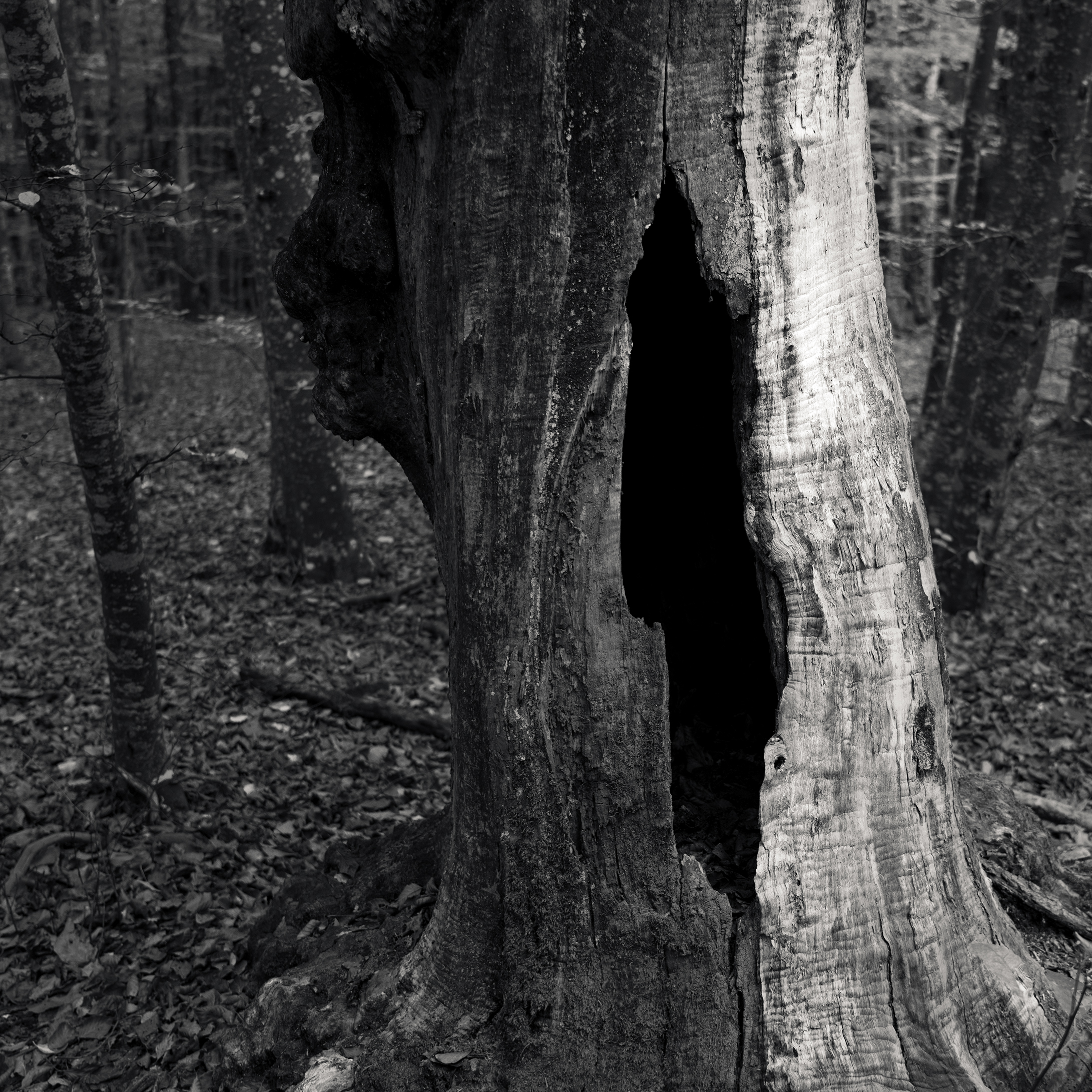 Hollow Tree...