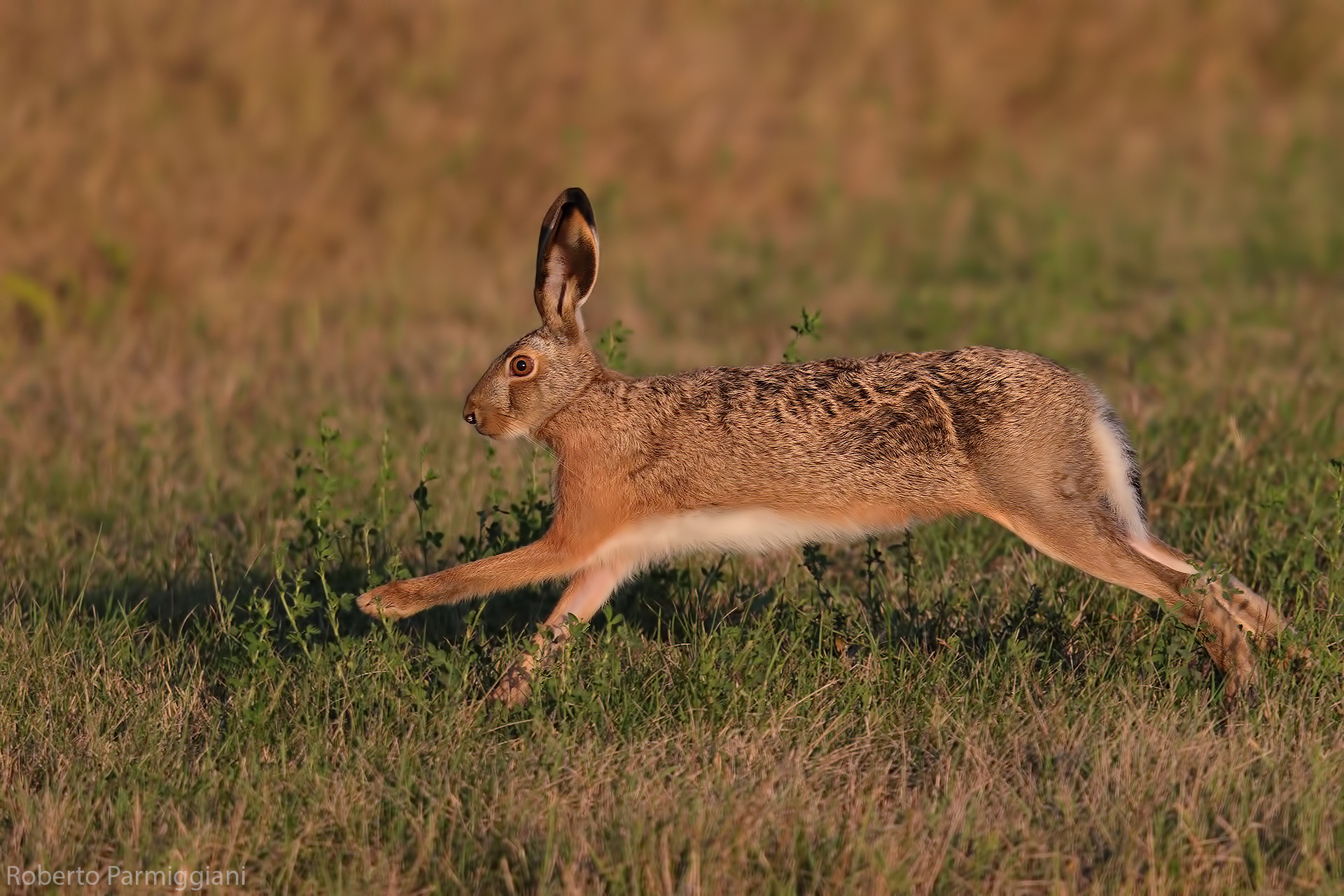 Running hare...