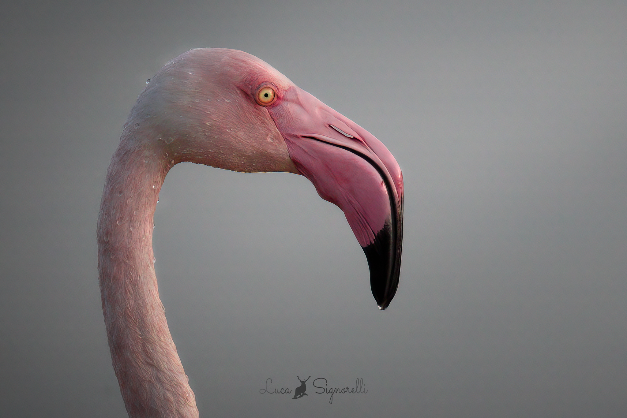 Portrait of the Pink Flamingo...