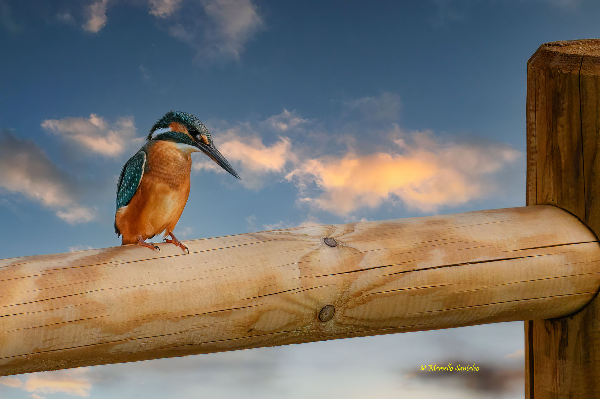 My kingfisher...