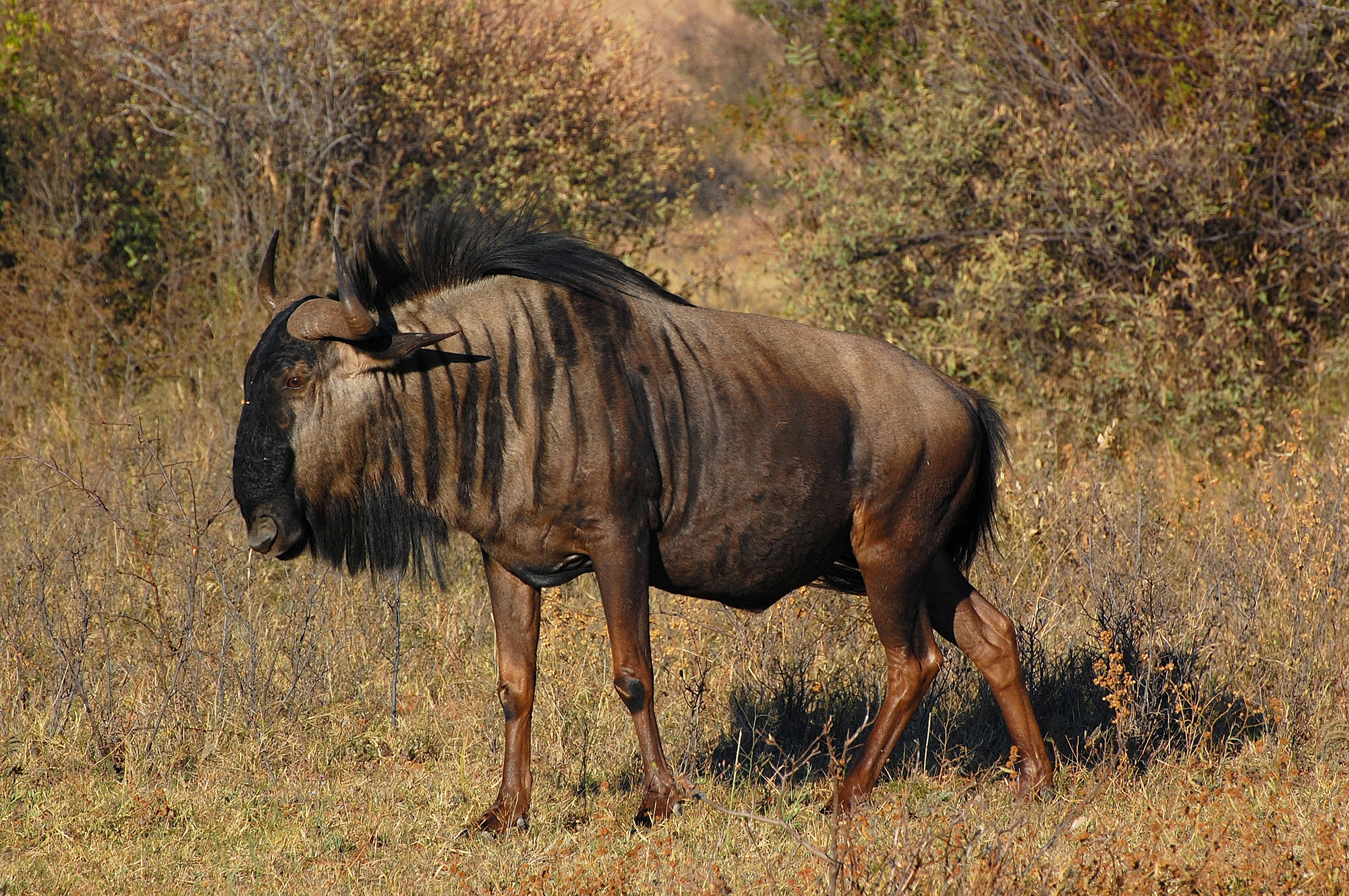 Botswana: wildebeest...