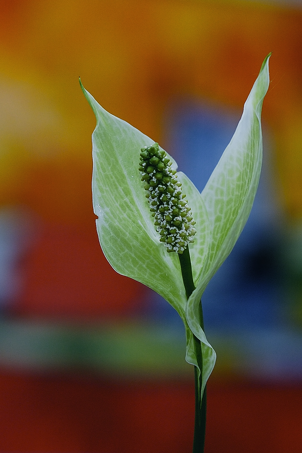 Anthurium Andreanum White...