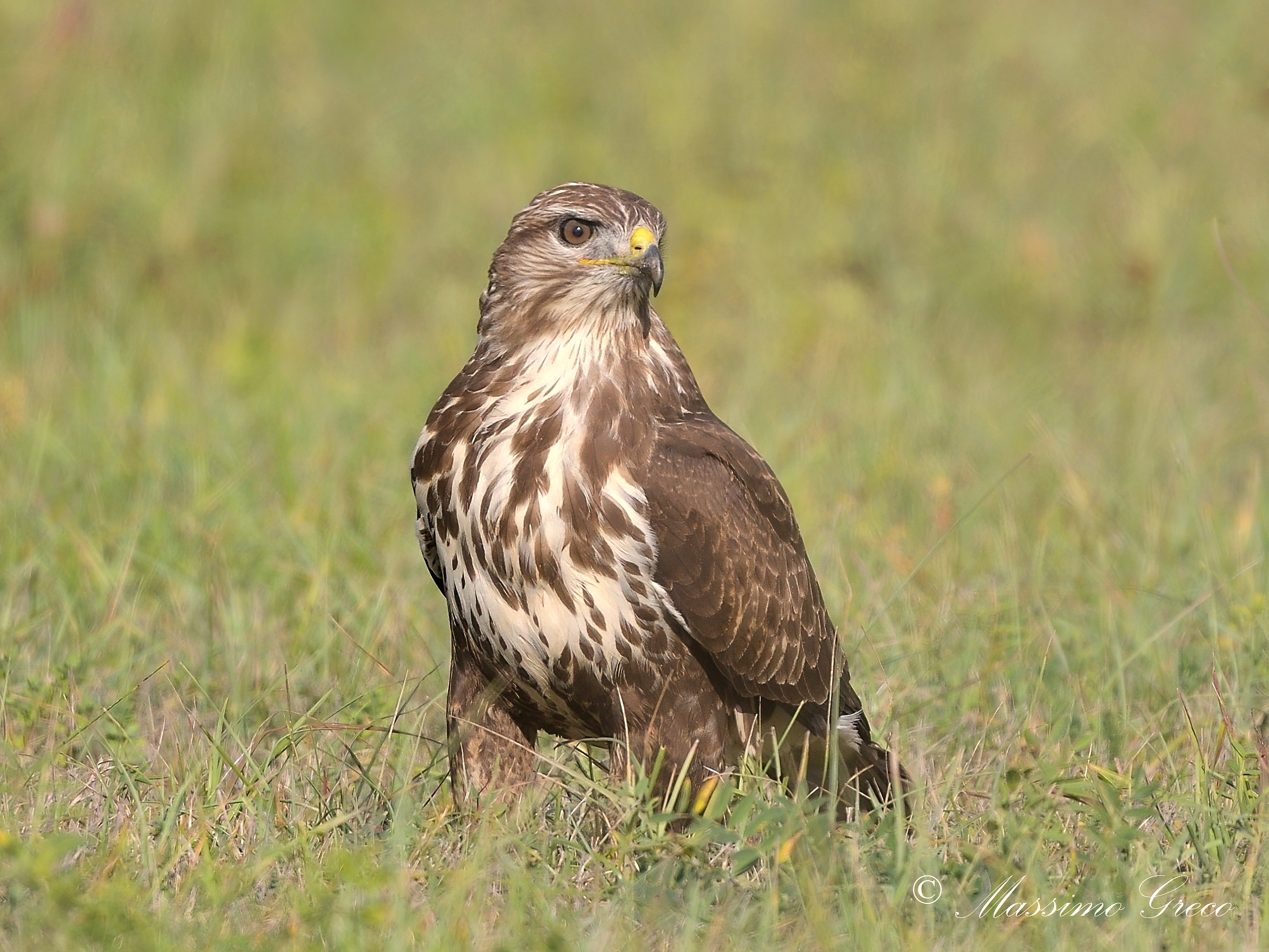The proud look of the Buzzard...