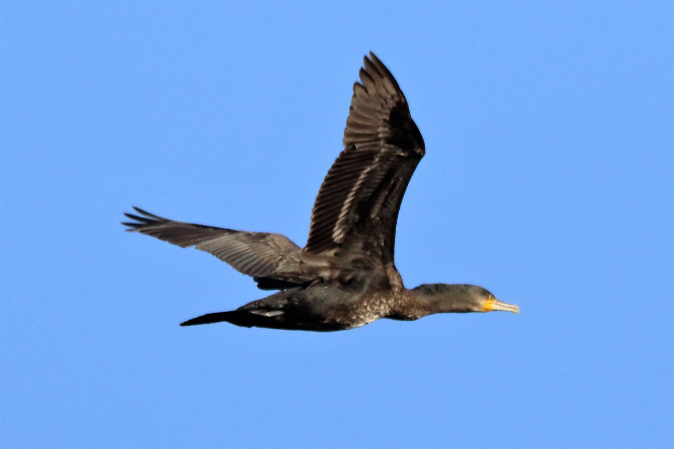 cormorano...