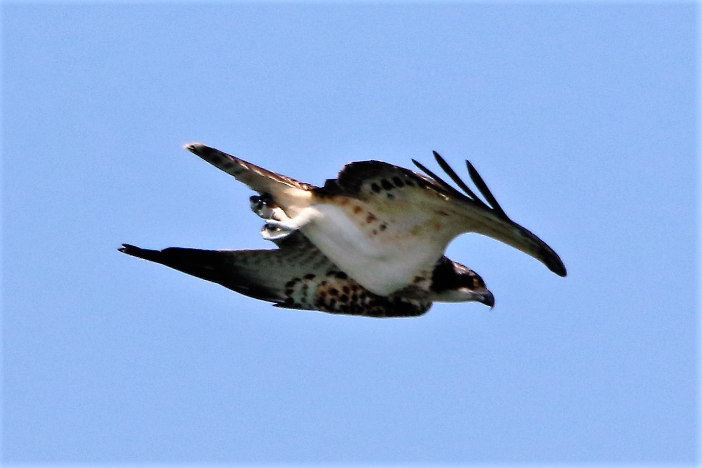 Osprey with prey 216...