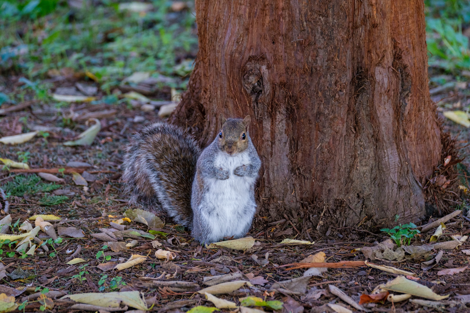 uno dei tanti scoiattoli al parco di Legnano ( MI )...