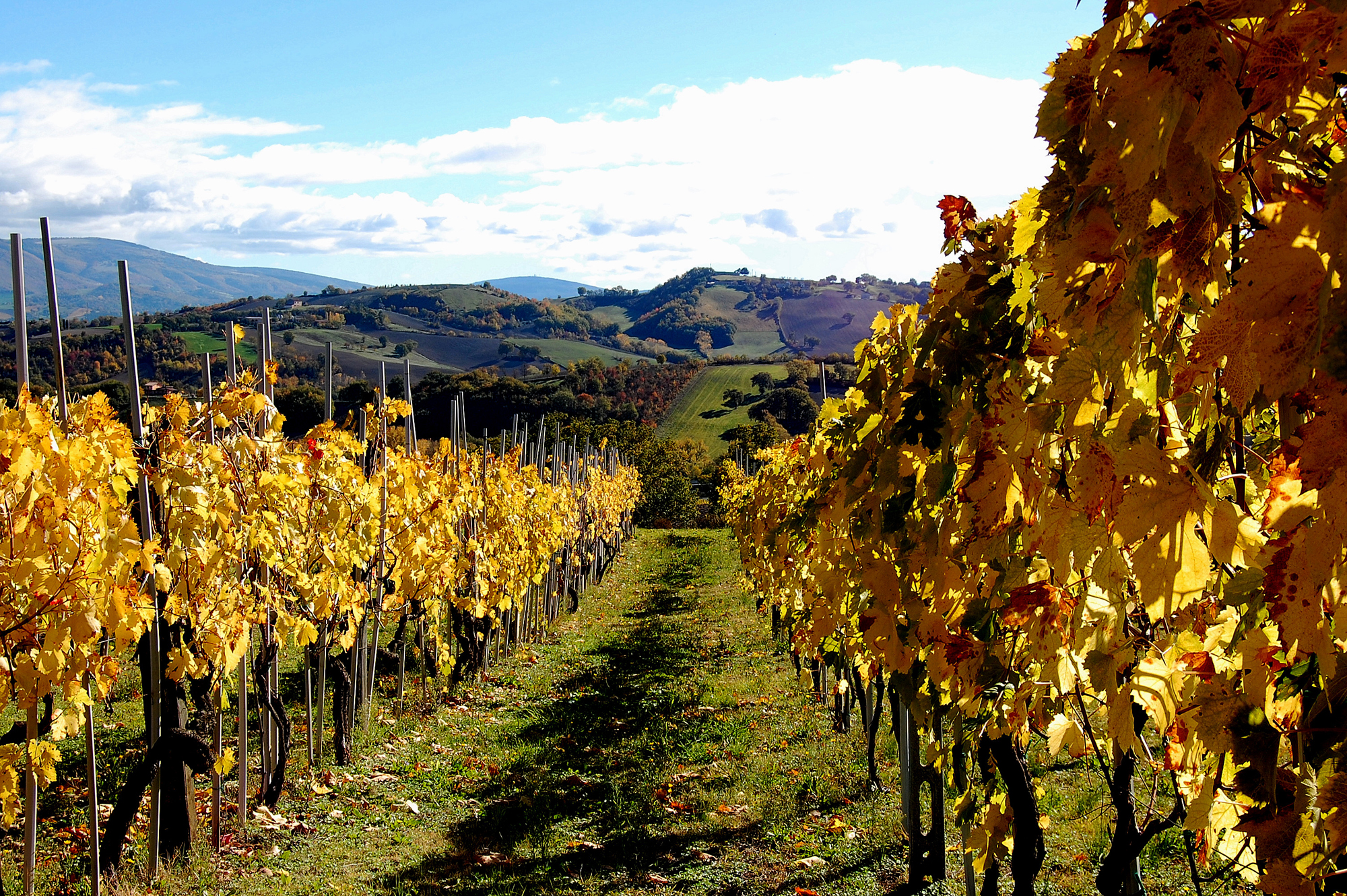 Marche hills: autumn and the vineyard...