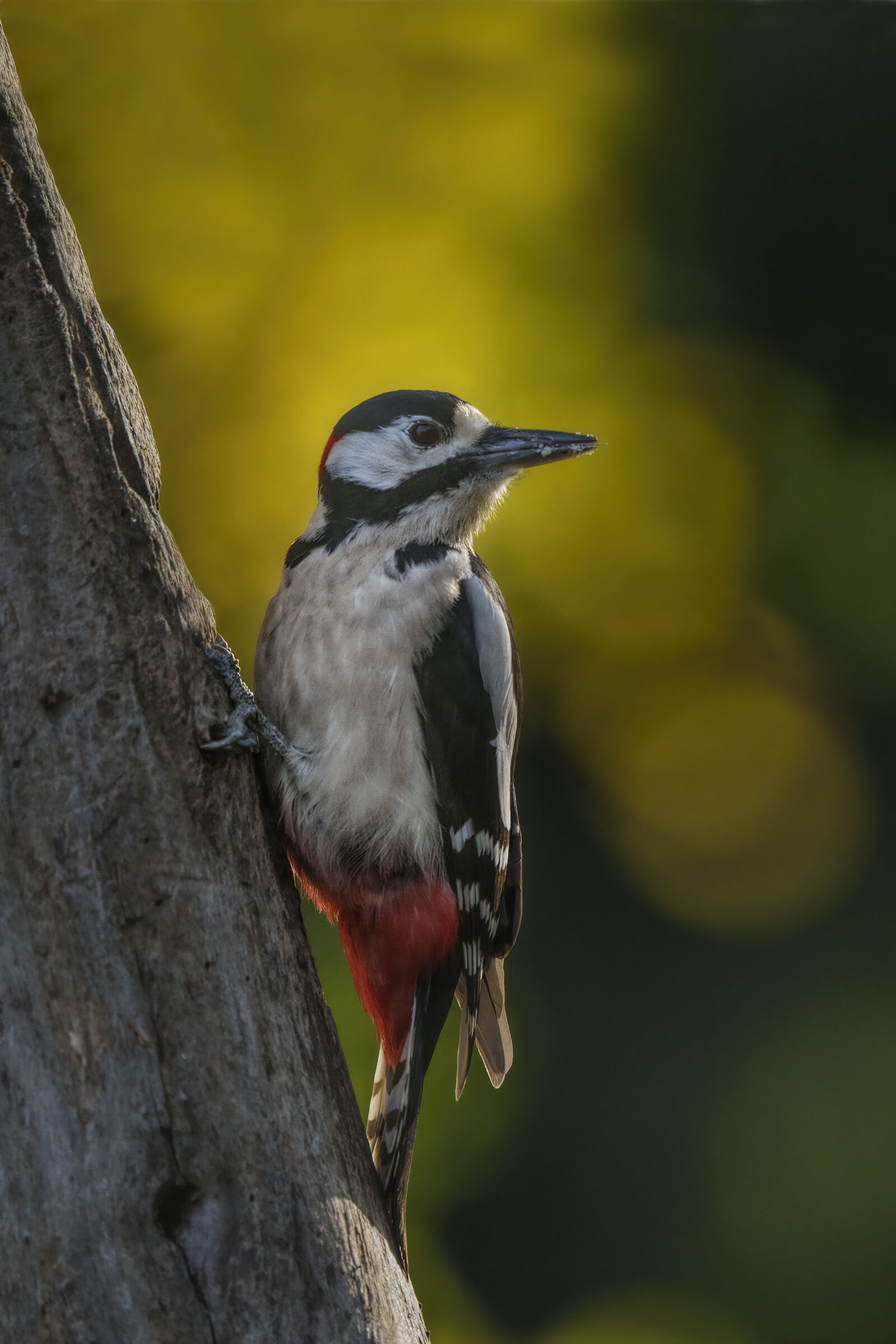 greater red woodpecker  ...