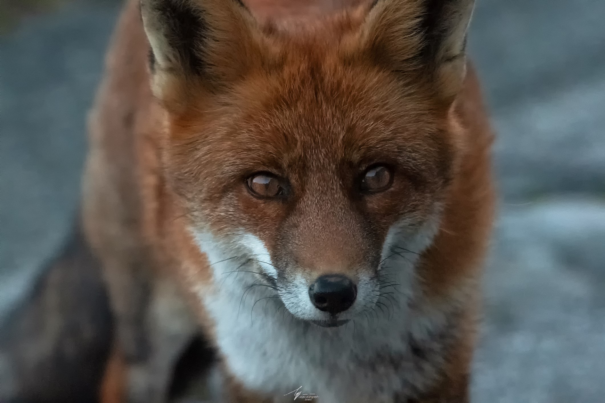 Red Fox (Vulpes Vulpes - L.)...