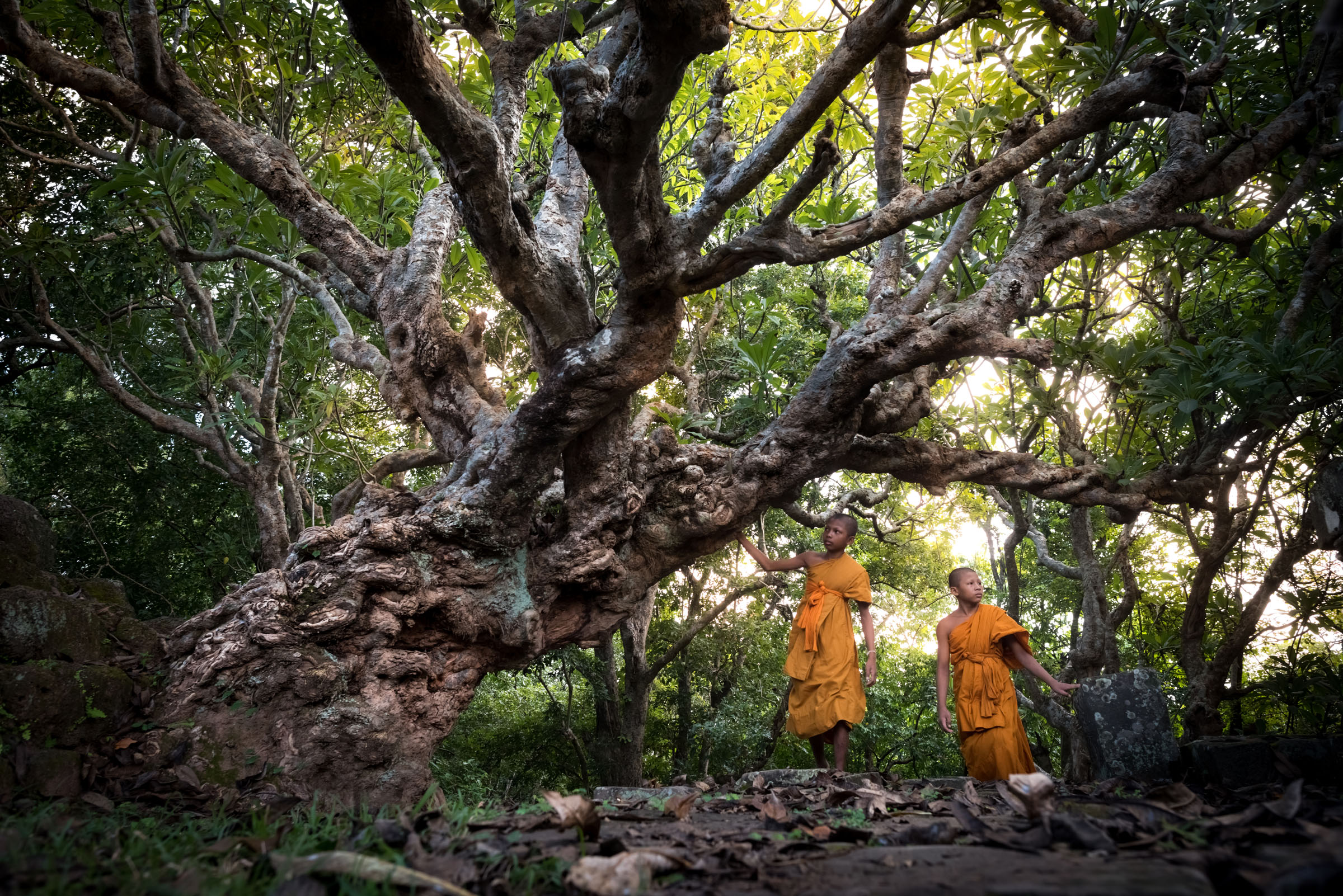 Young Monks, Cambodia...