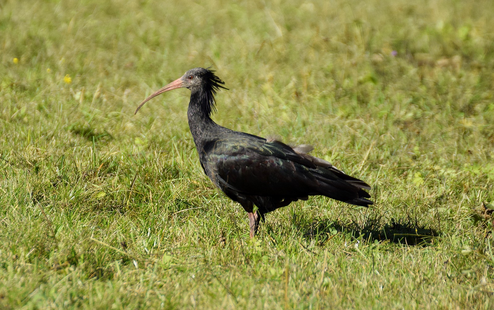 ibis eremita...