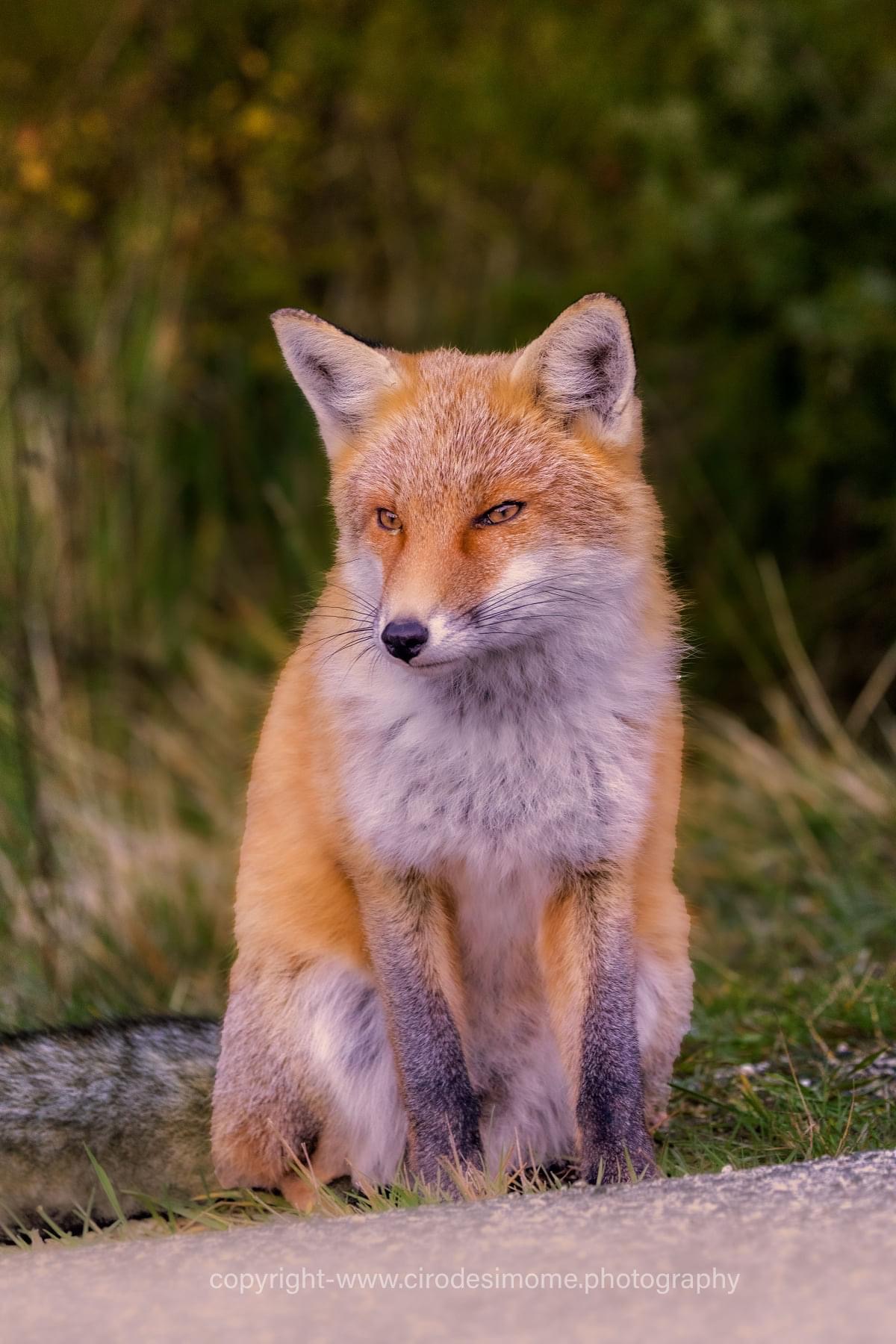 A sweet fox...