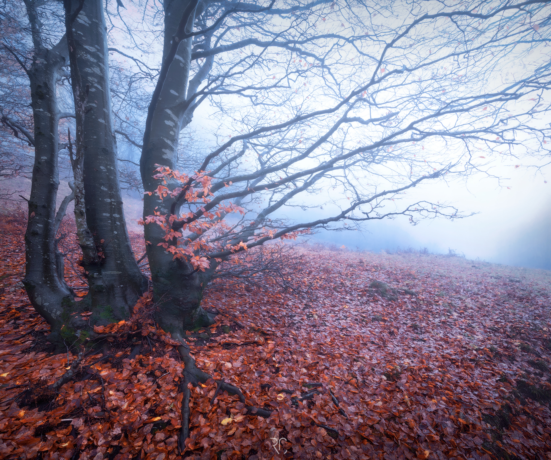 Fantasy Autumn Forest...