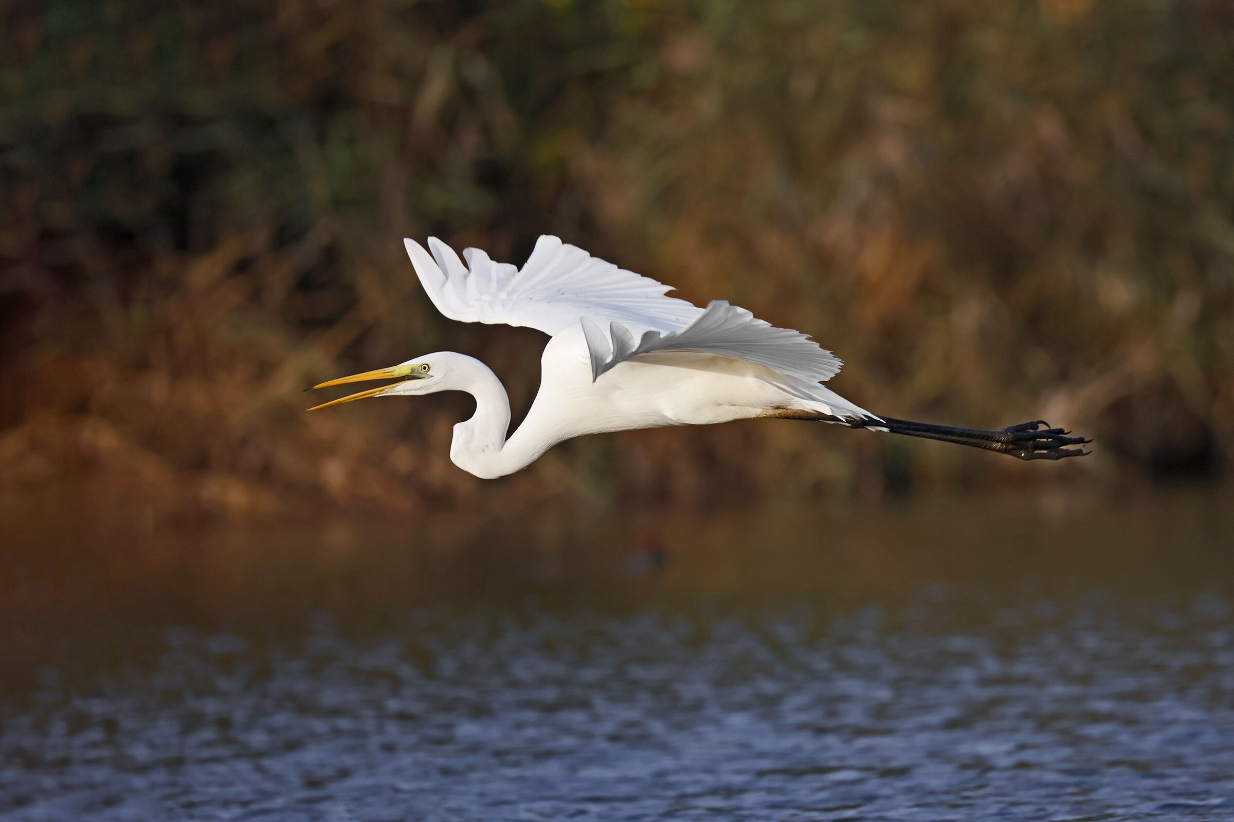Great White Heron on the Fly...