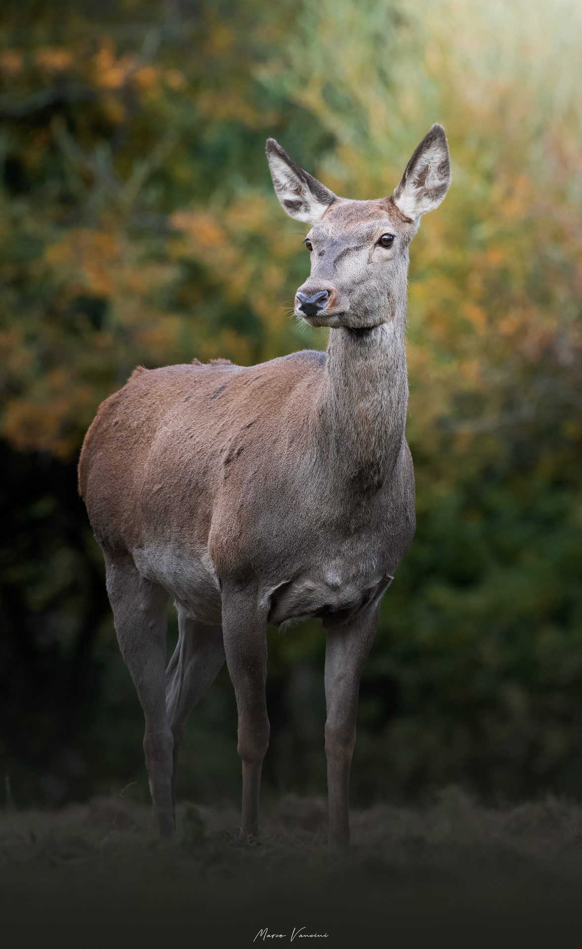 A beautiful deer...