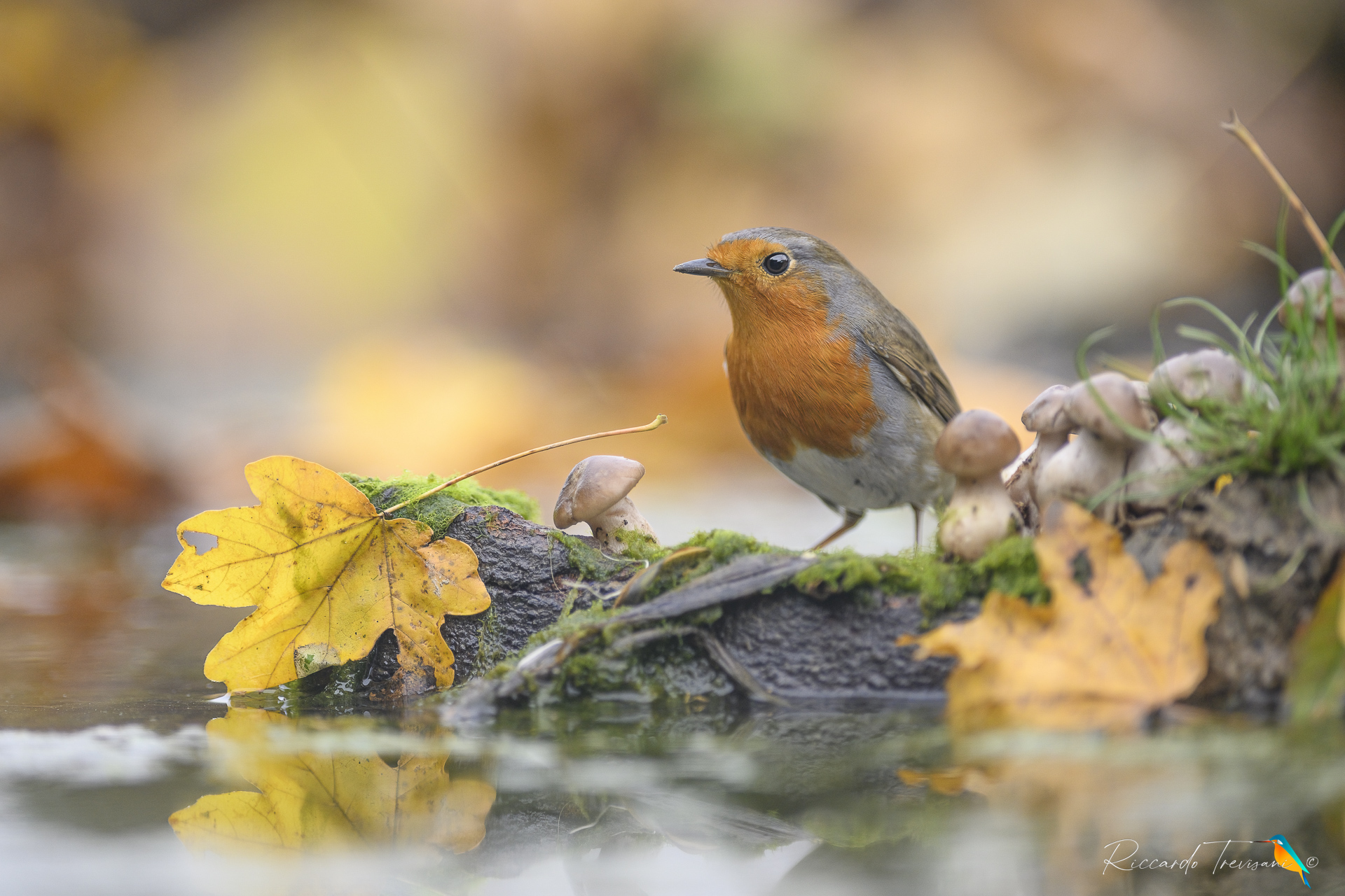autumn robin...