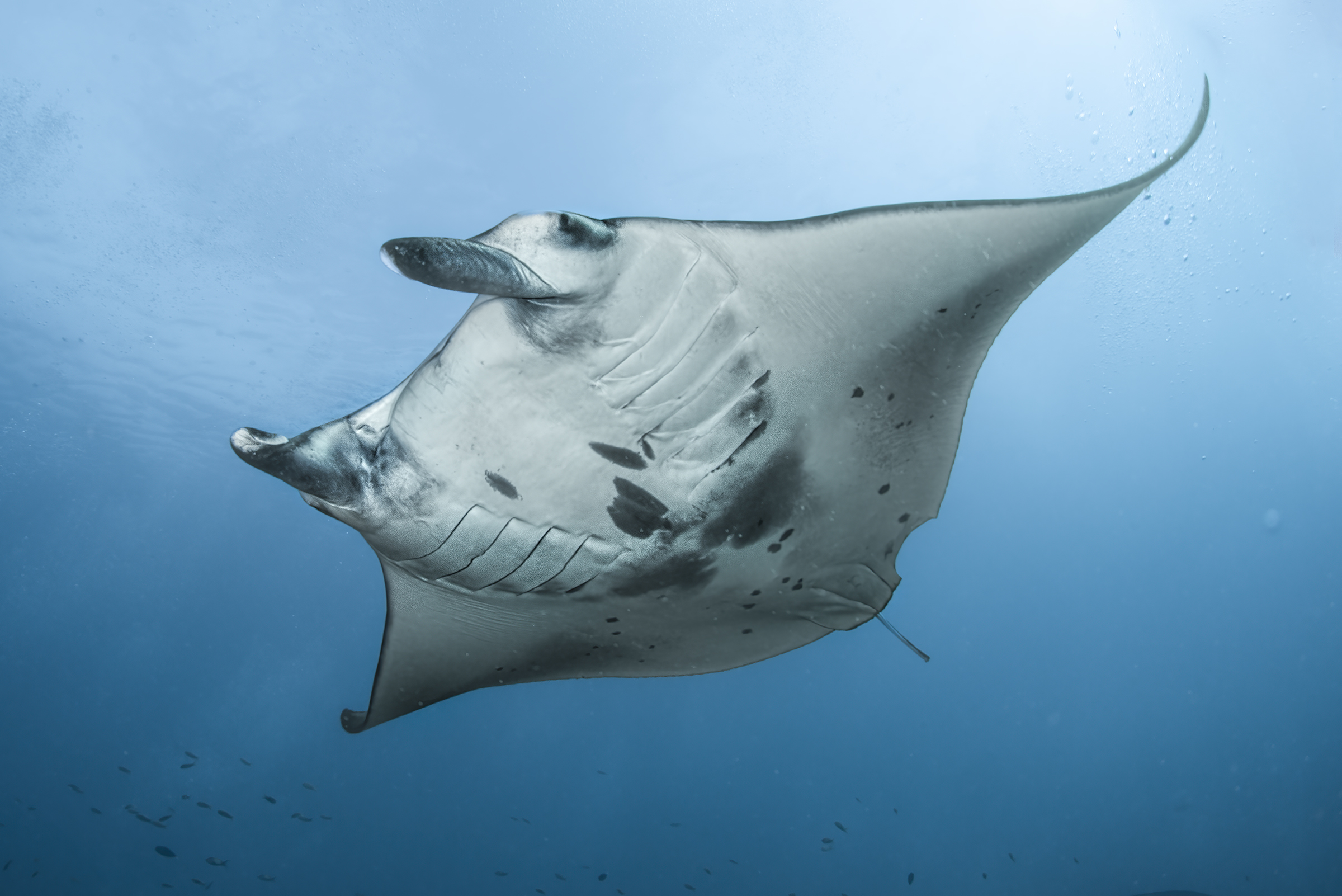 the manta ray the queen of the seas ...