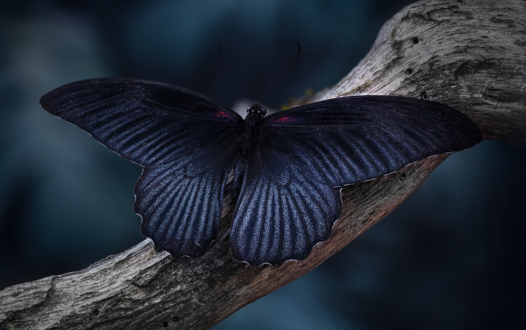 Papilio memnon...