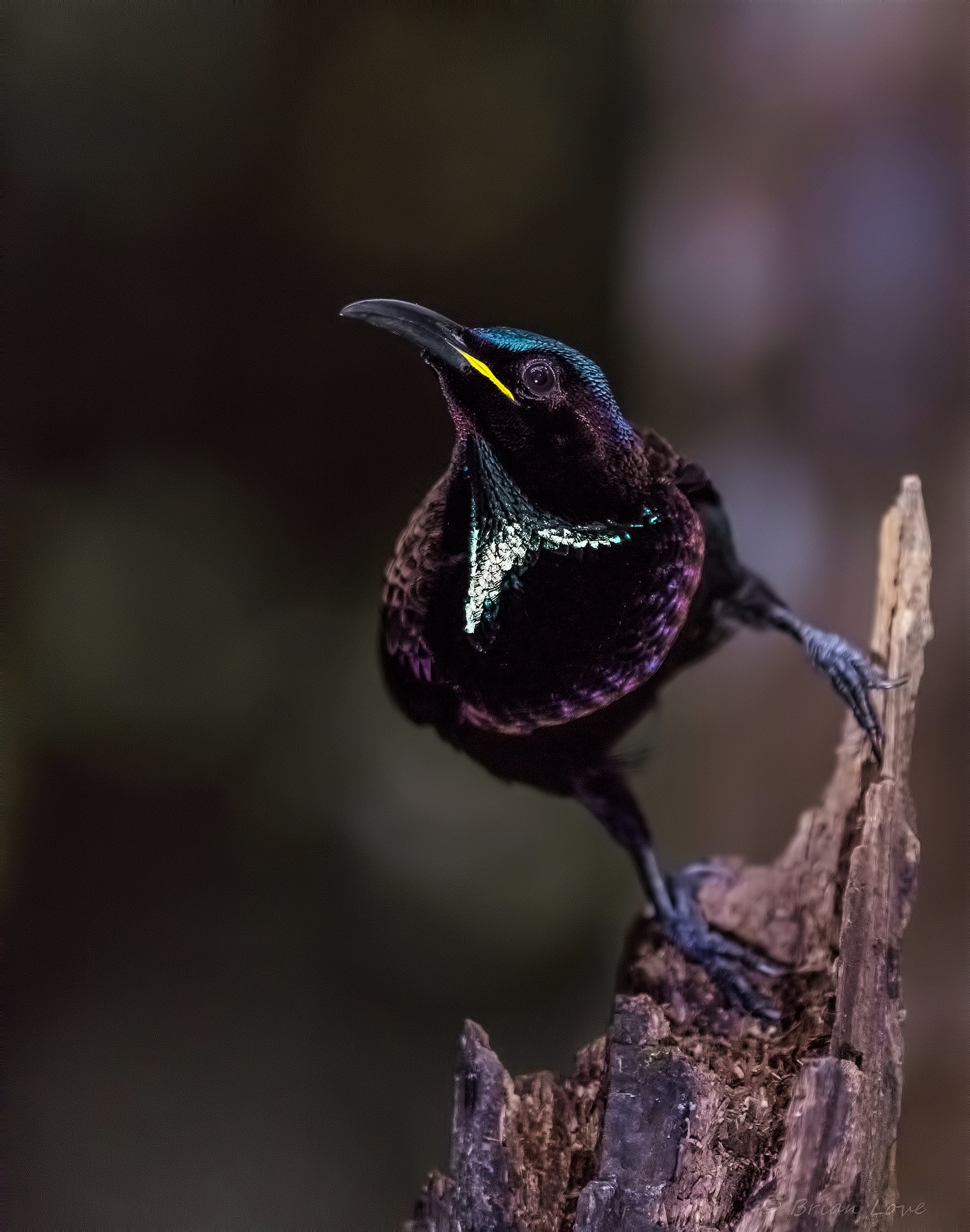 Uccello fucile di Victoria (Lophorina victoriae) - Maschio...