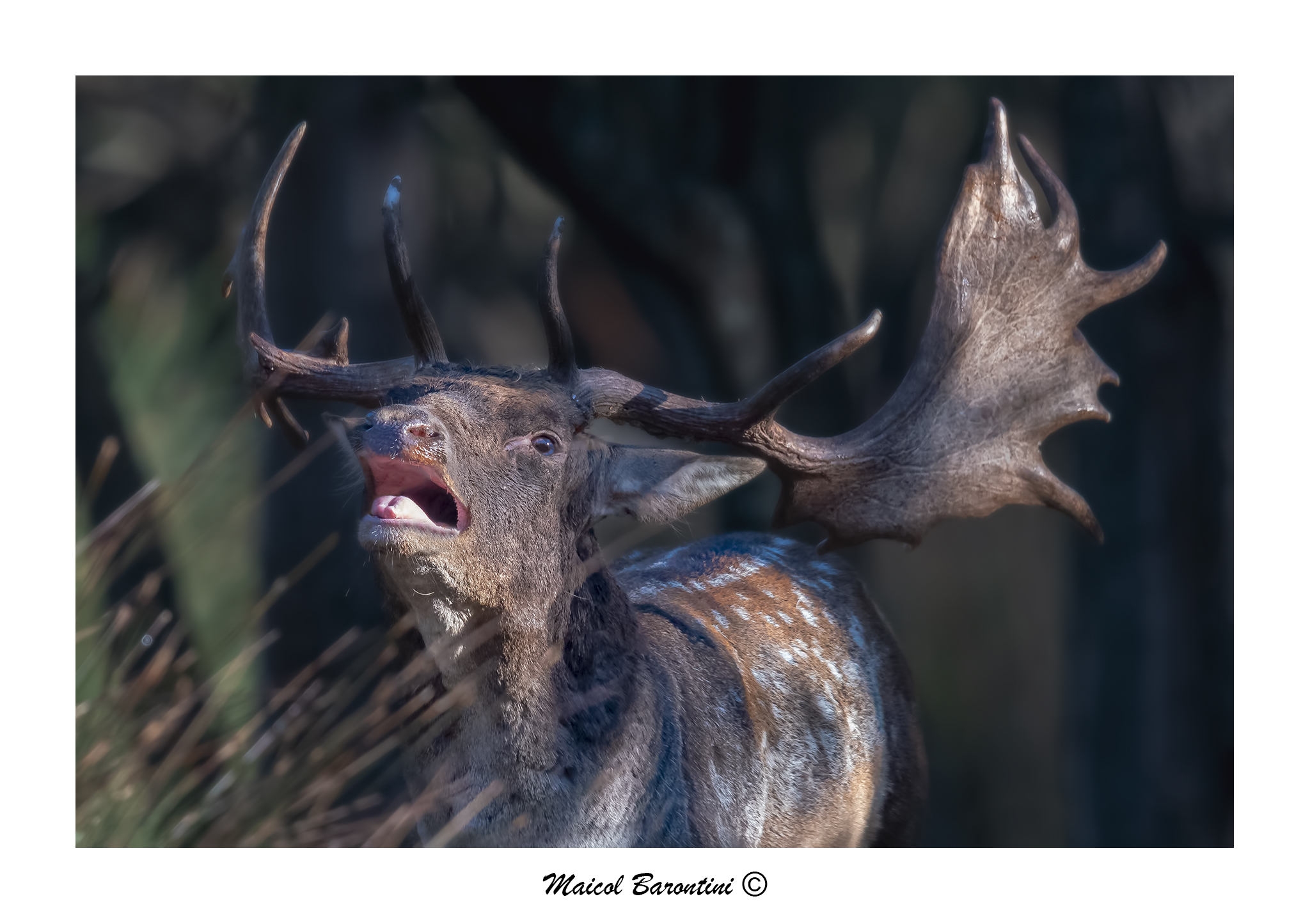 The roar of the Deer...