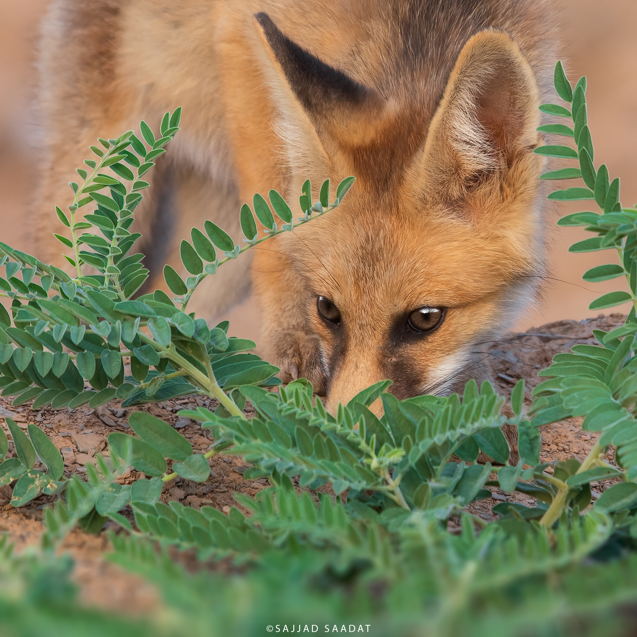 Fox cub...