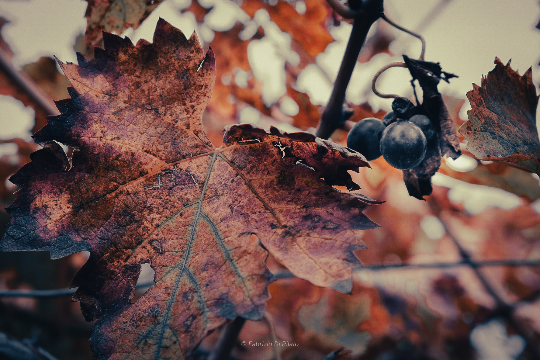 Autumn colors...