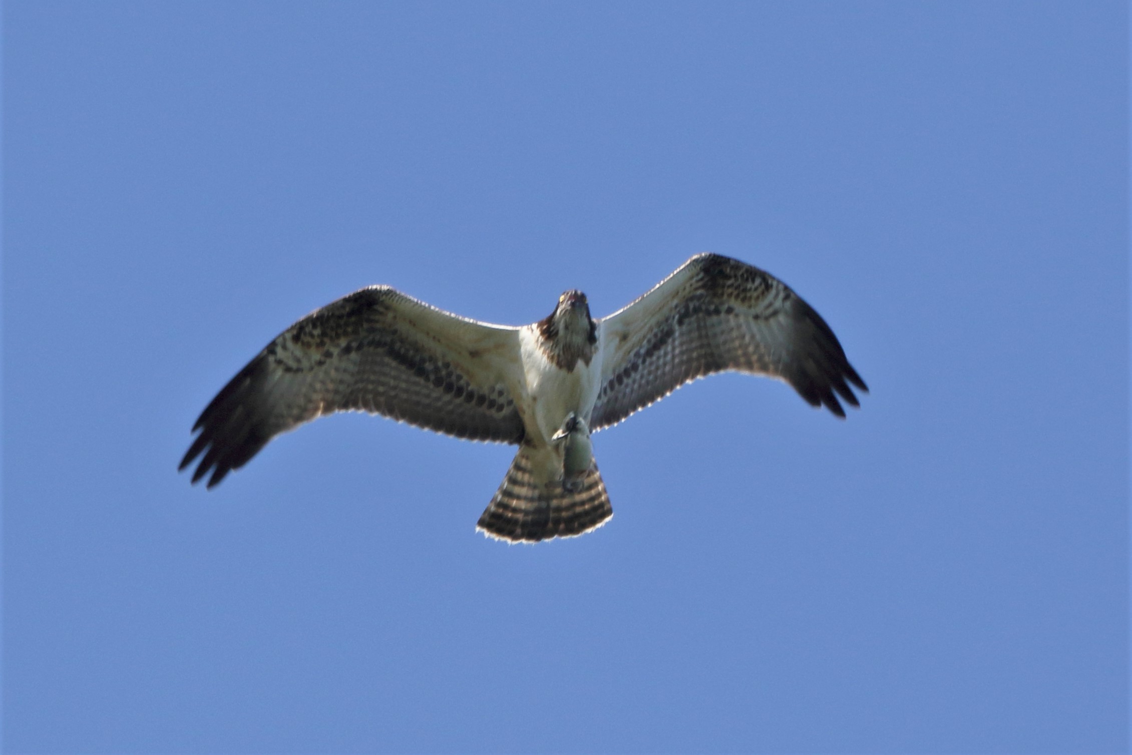  Osprey with prey 248...
