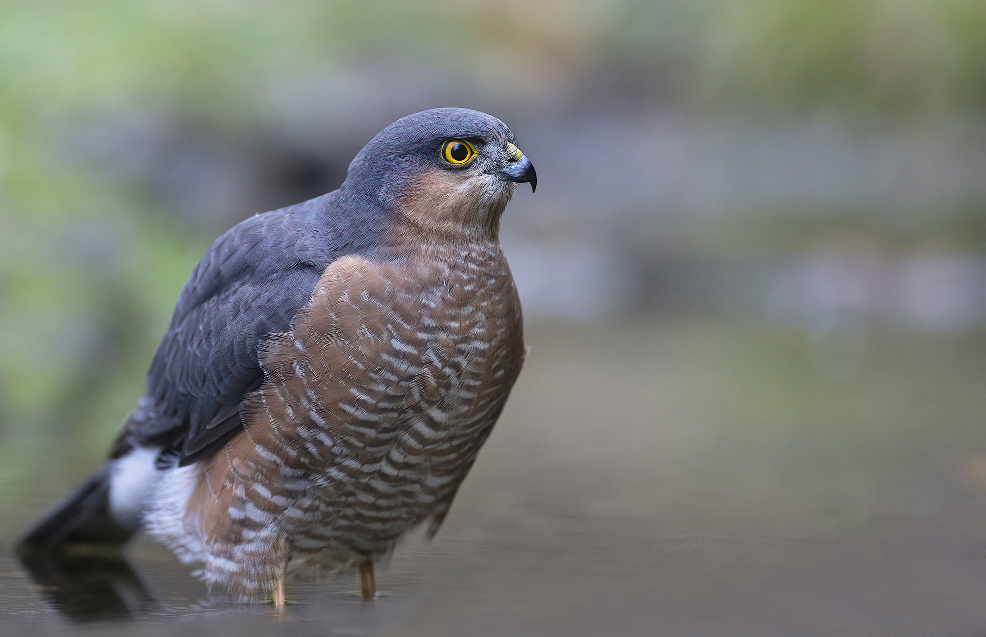 at the peak of beauty, male sparrowhawk...