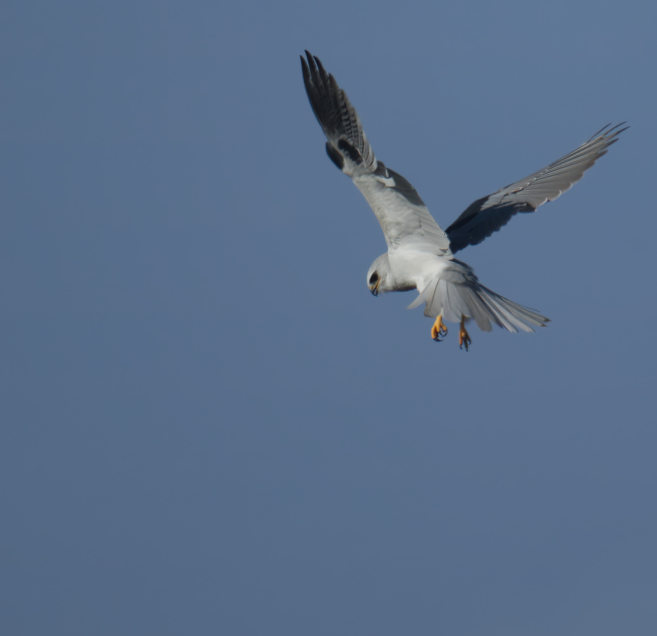 White tailed kite, watching for prey...