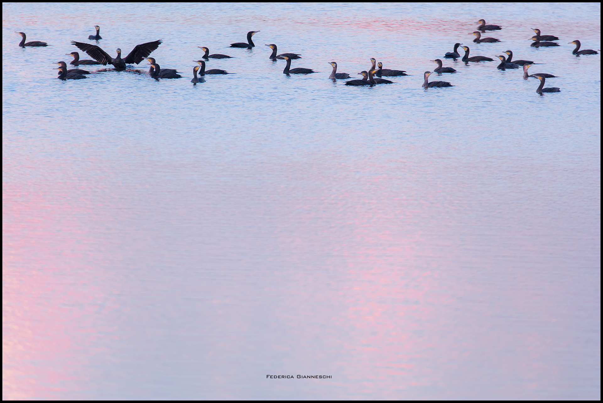 Cormorants on the lake...