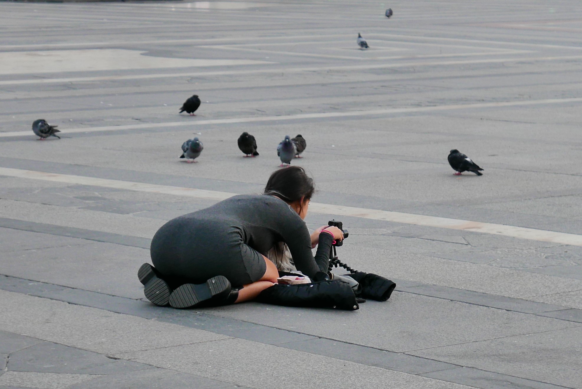 The curiosity of pigeons ..........
