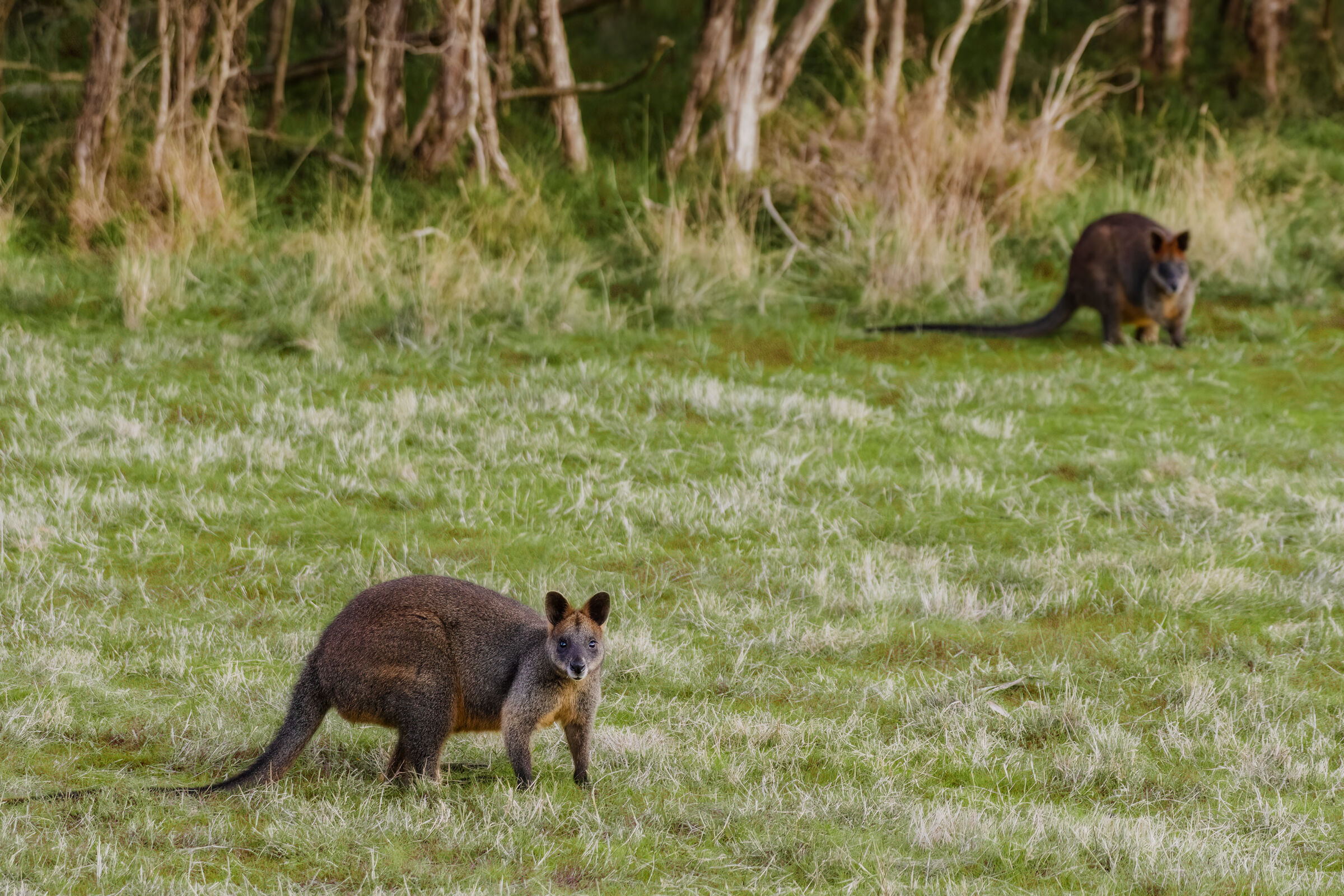 Red necked wallaby...