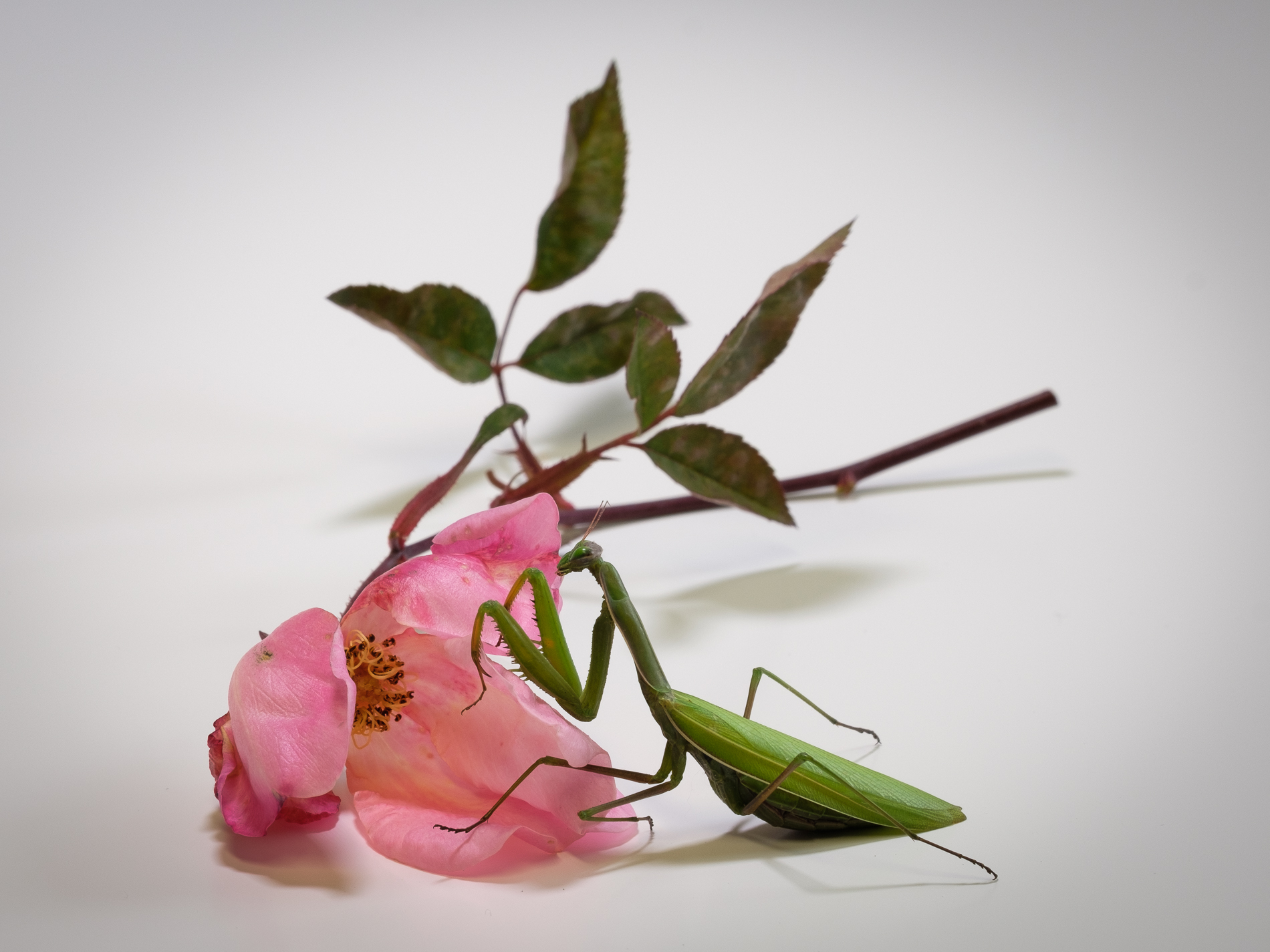 Amica mantide_6...