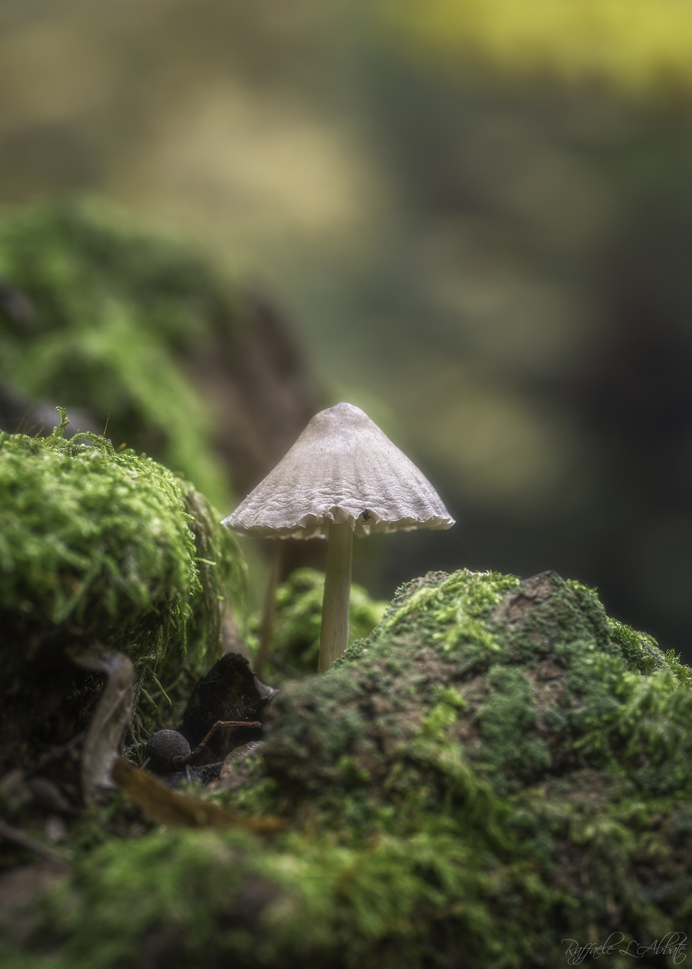 Mushroom in the Woods ...