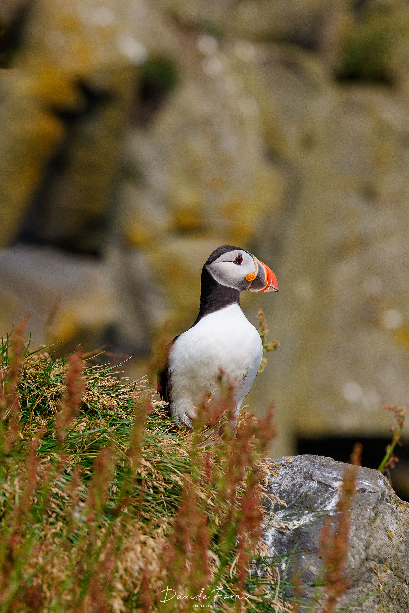 Close encounter with the Puffin...