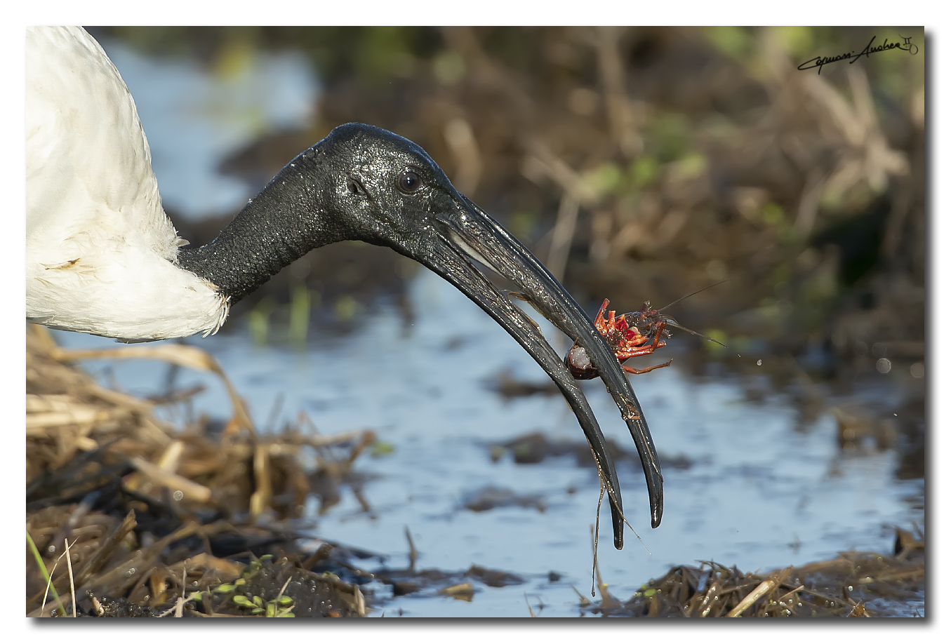 ibis...