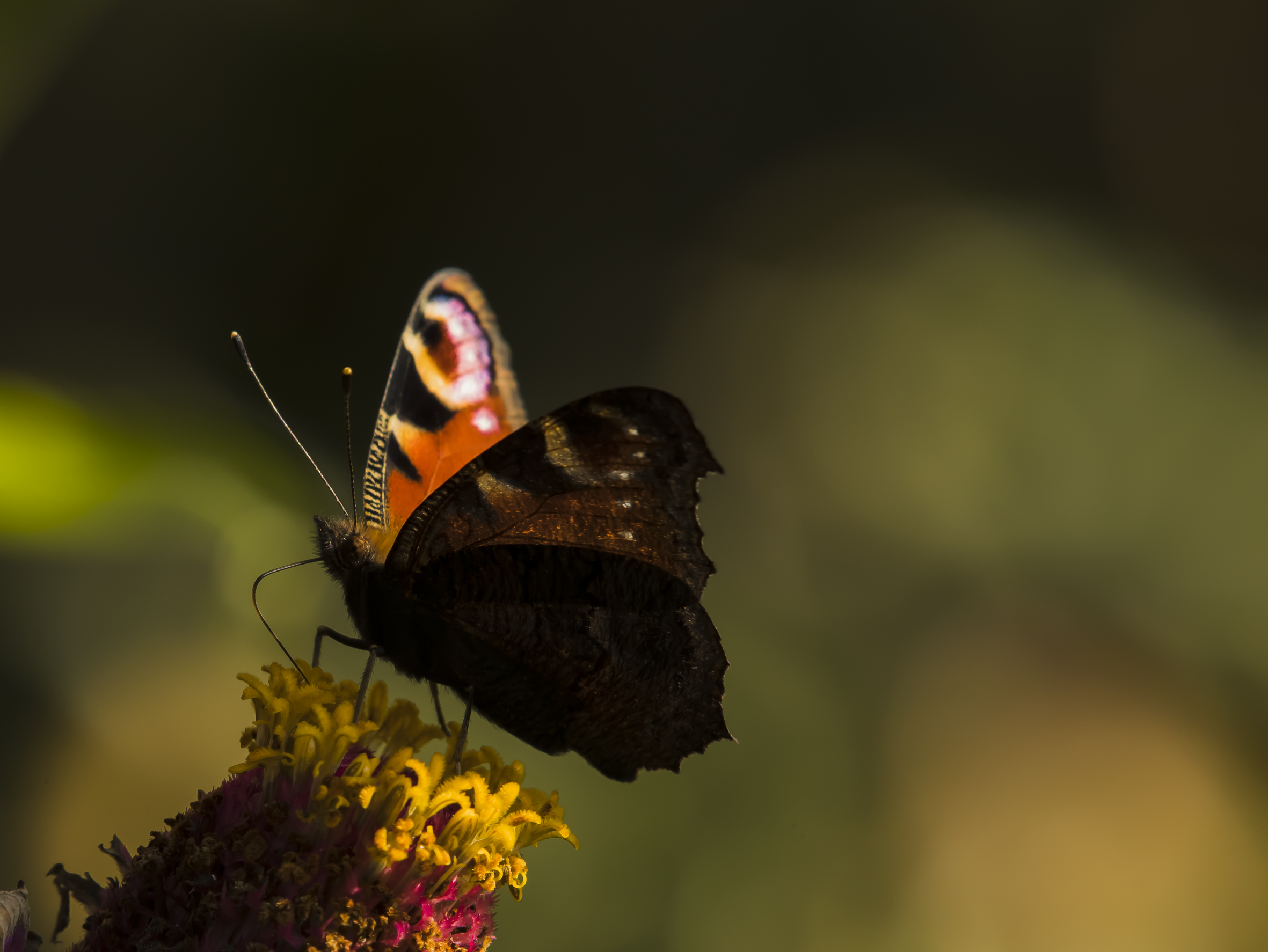 butterfly on zinnia...