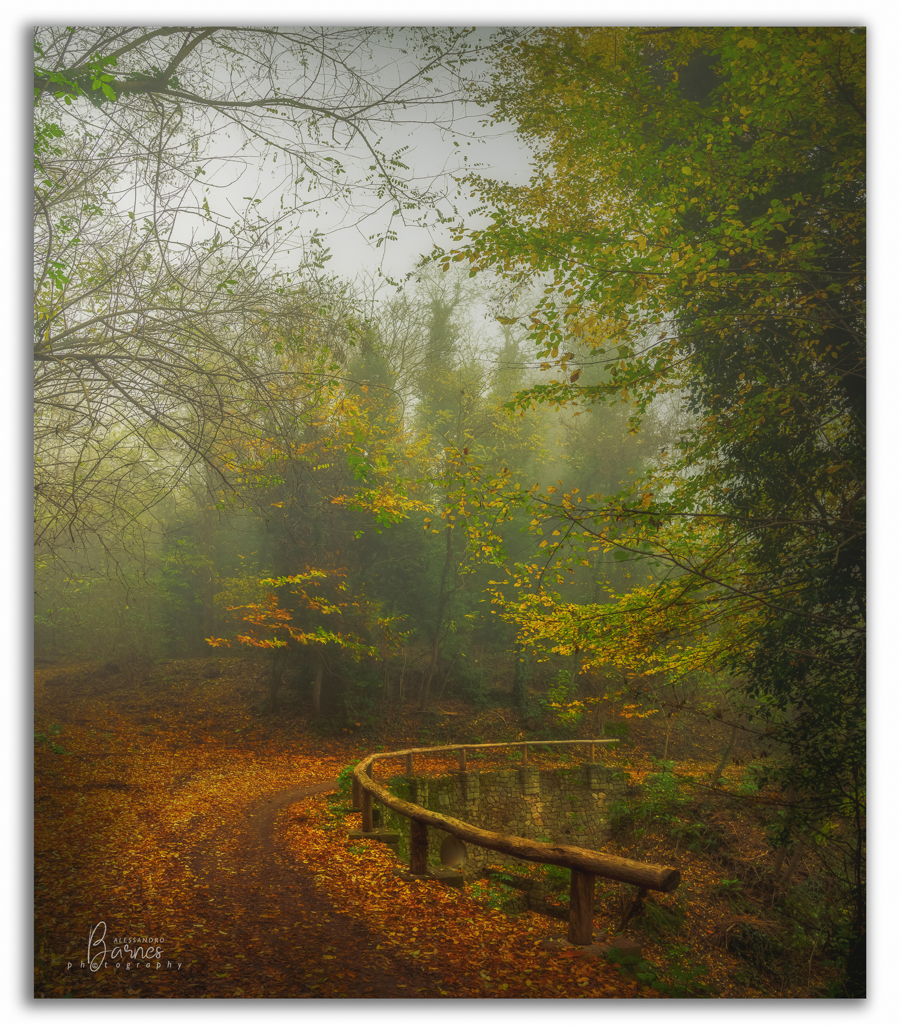 Il sentiero nel bosco….. colli Euganei Padova...