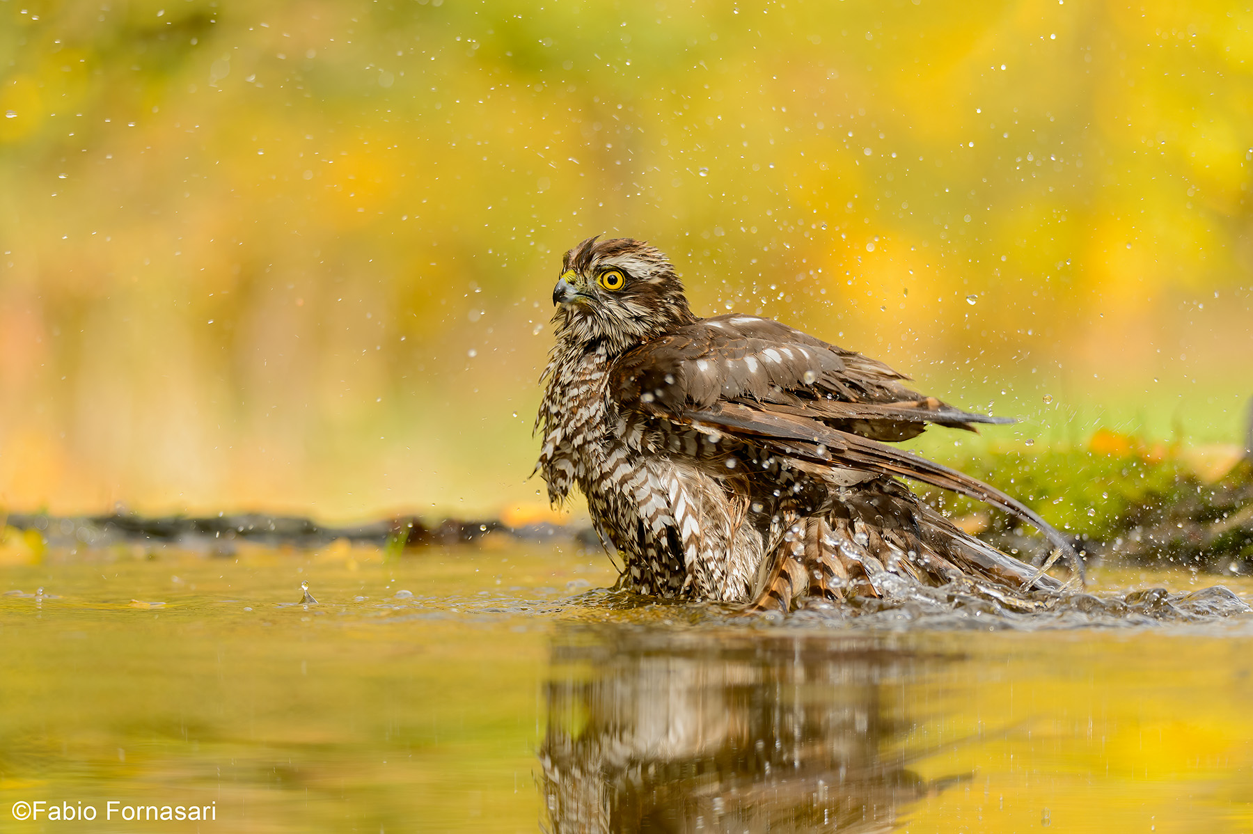 Female sparrowhawk...