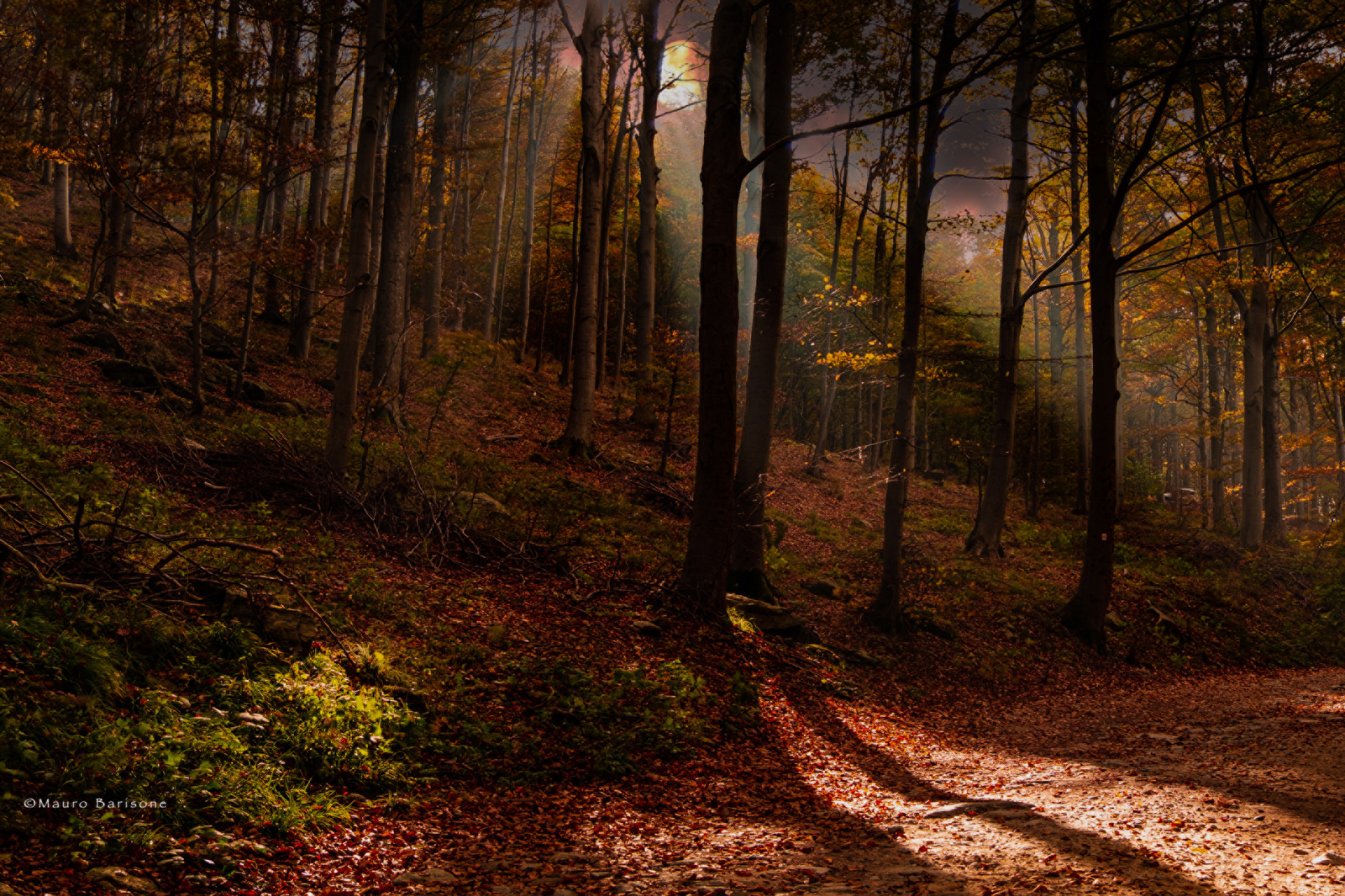 Foresta della Barbottina...