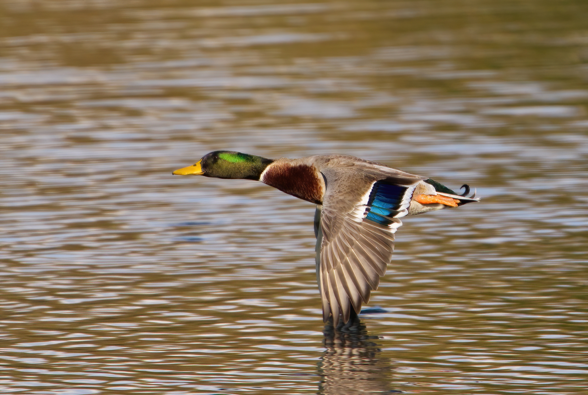 The colors of the mallard...