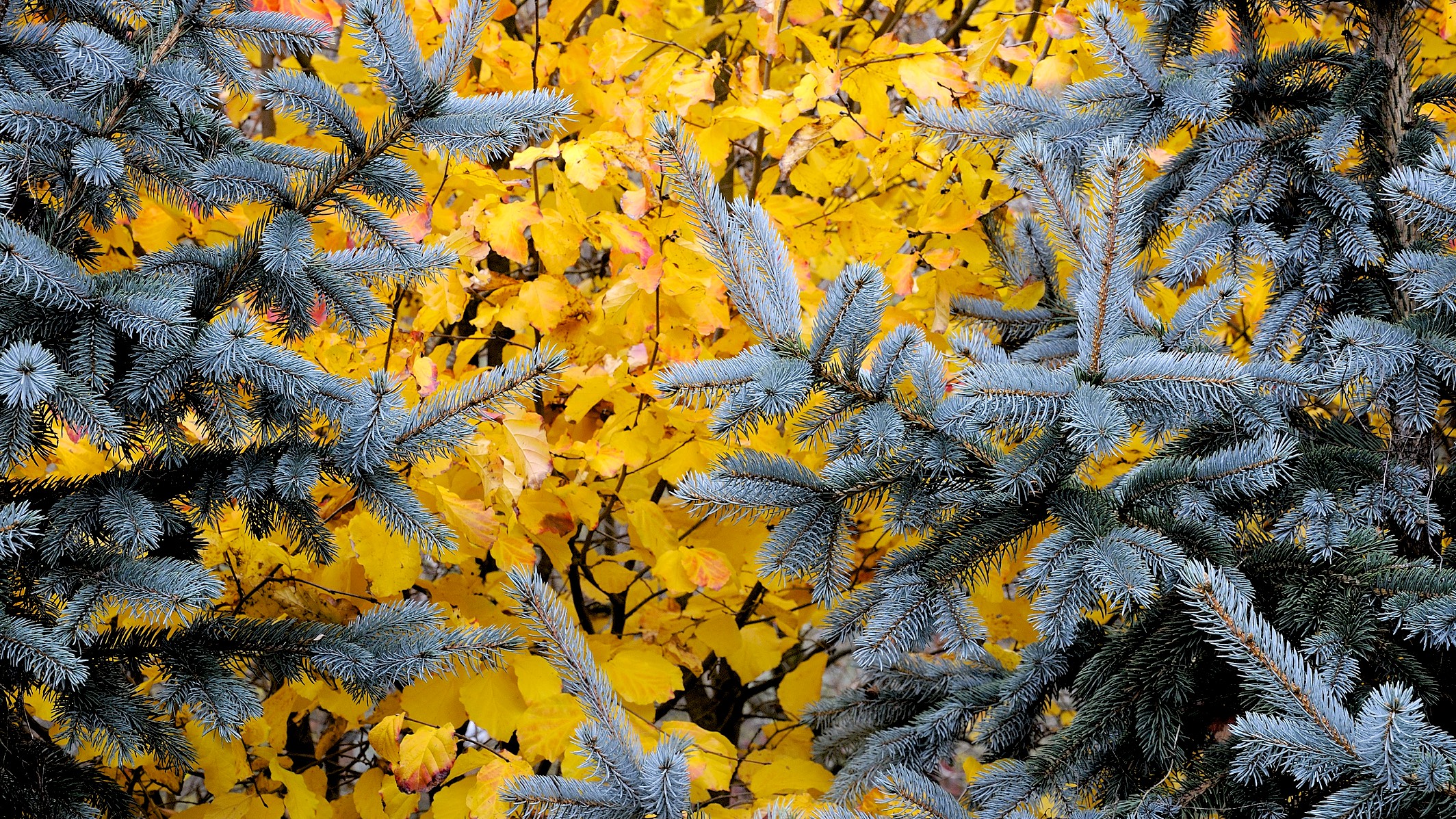 Autumn...